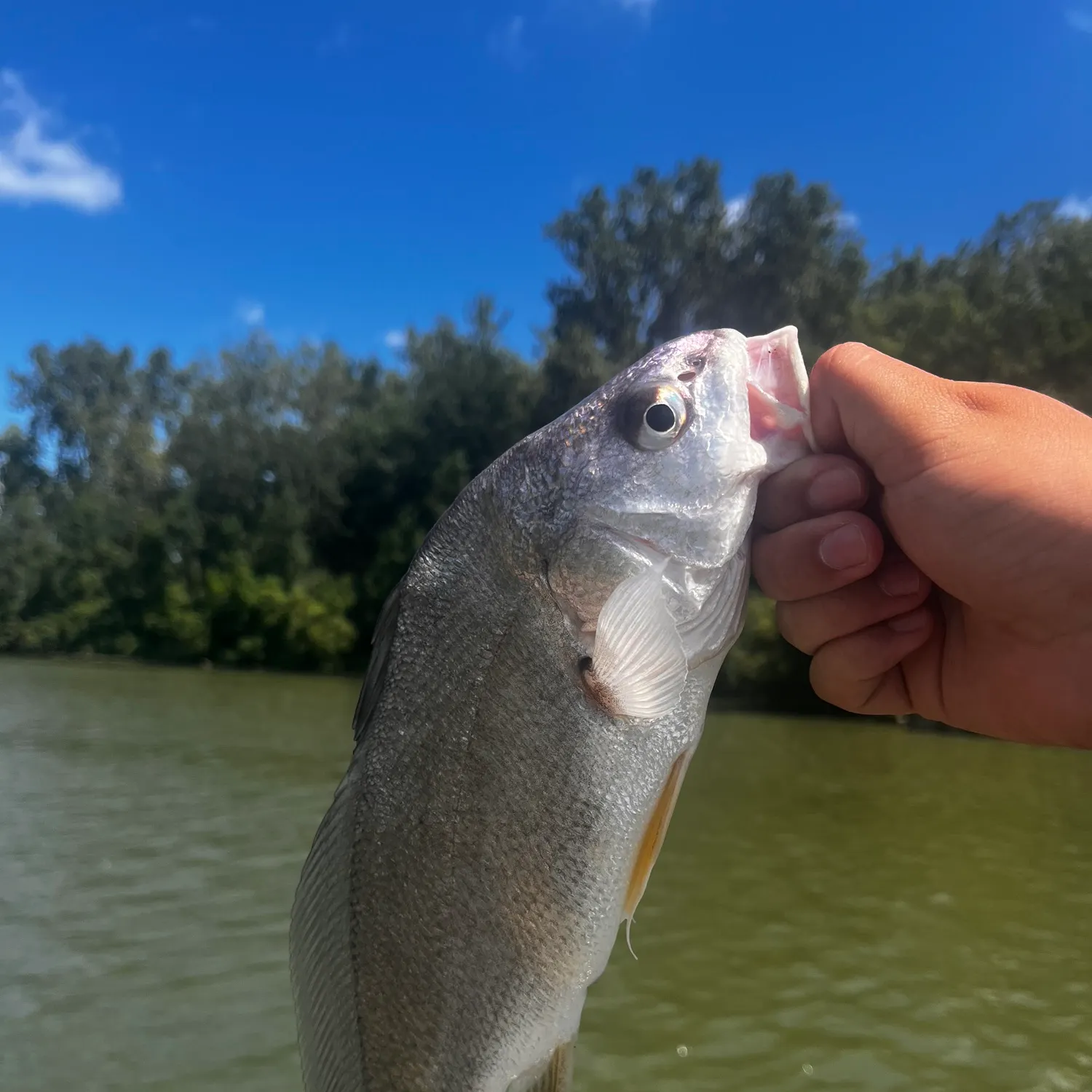 Freshwater drum caught on Fishbrain