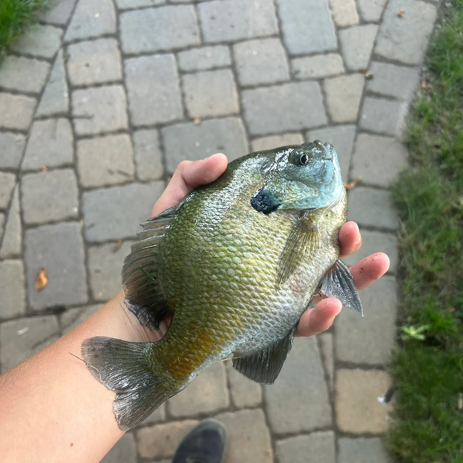 Bluegill caught on Fishbrain