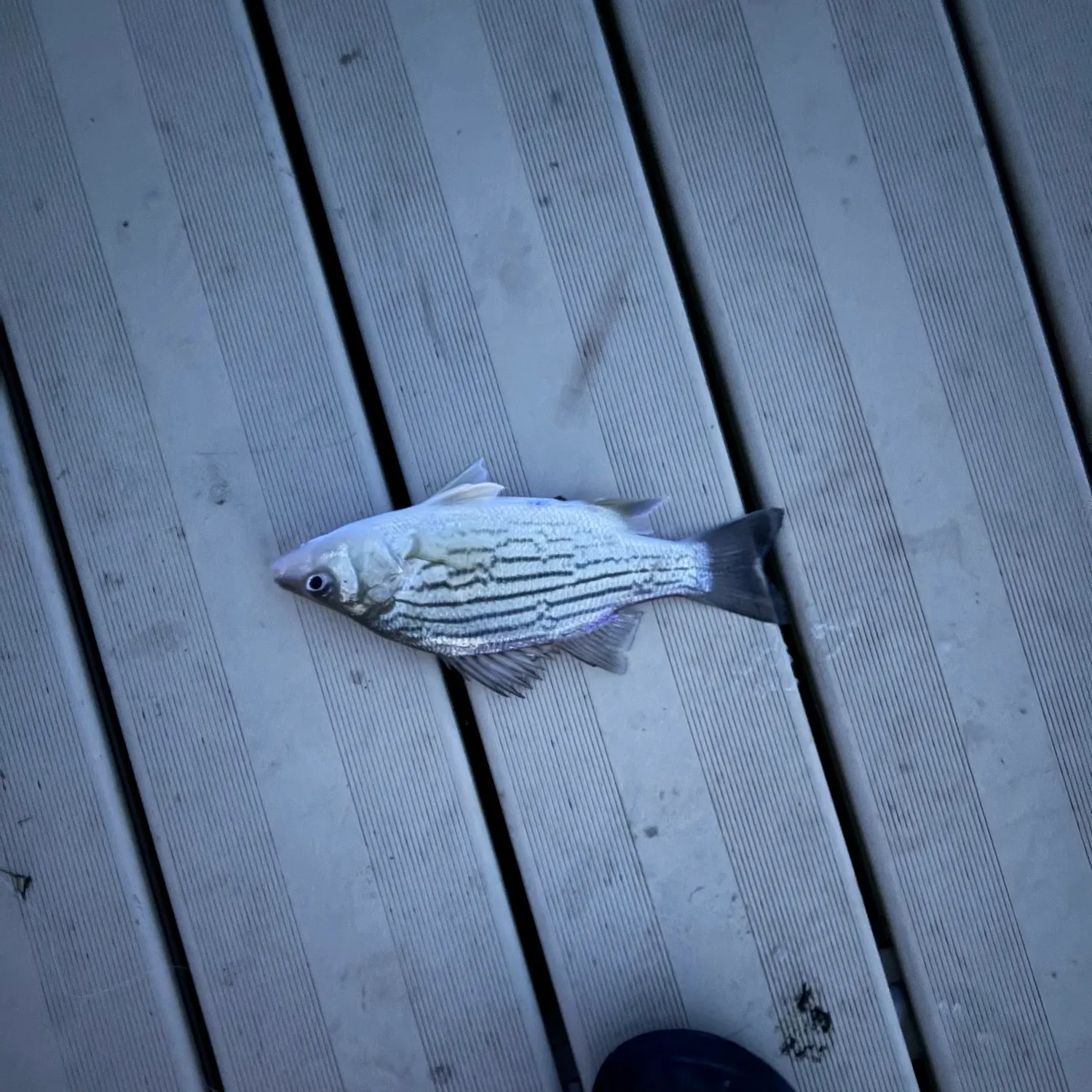 Yellow bass caught on Fishbrain