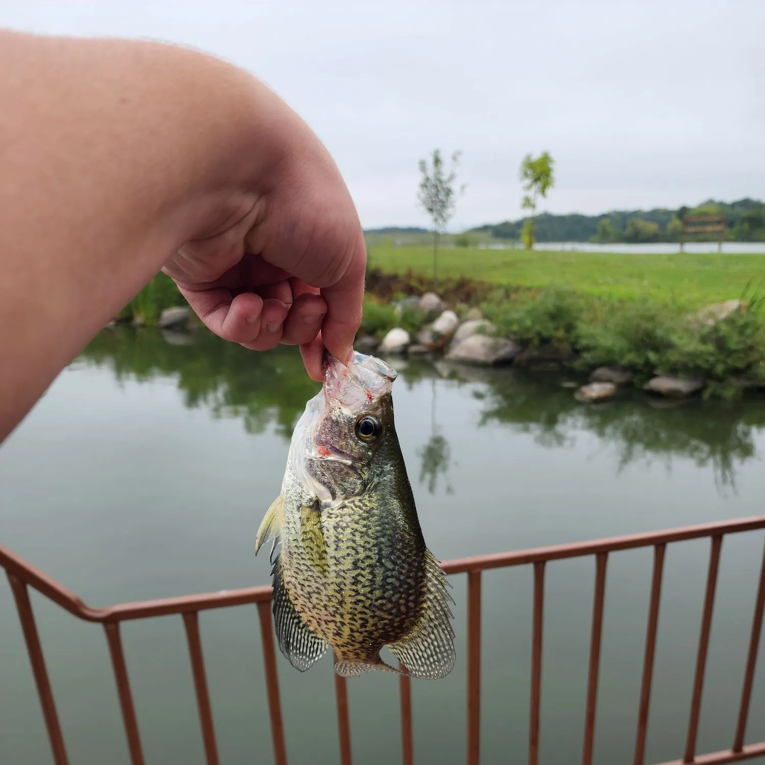 Black crappie caught on Fishbrain