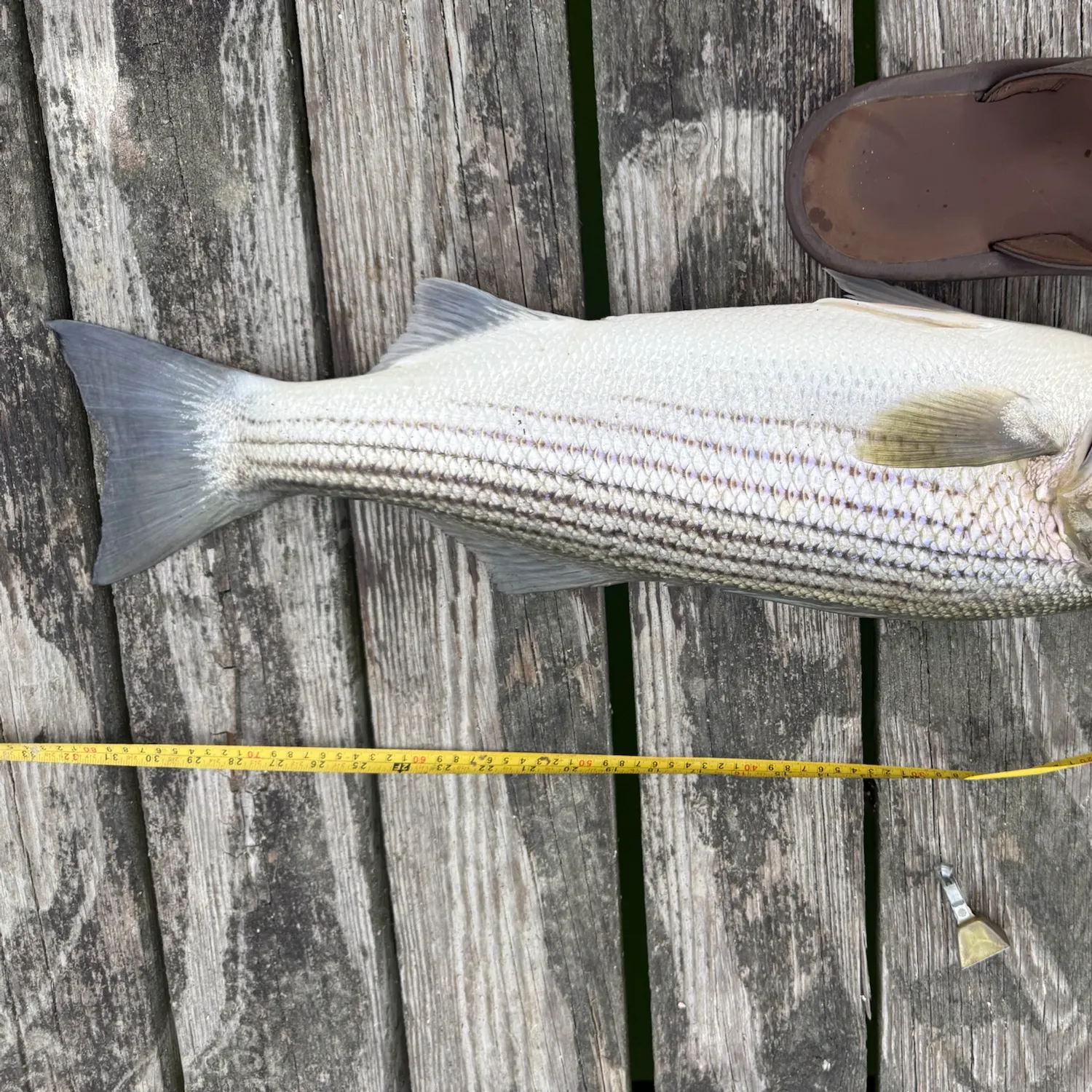Striped bass caught on Fishbrain