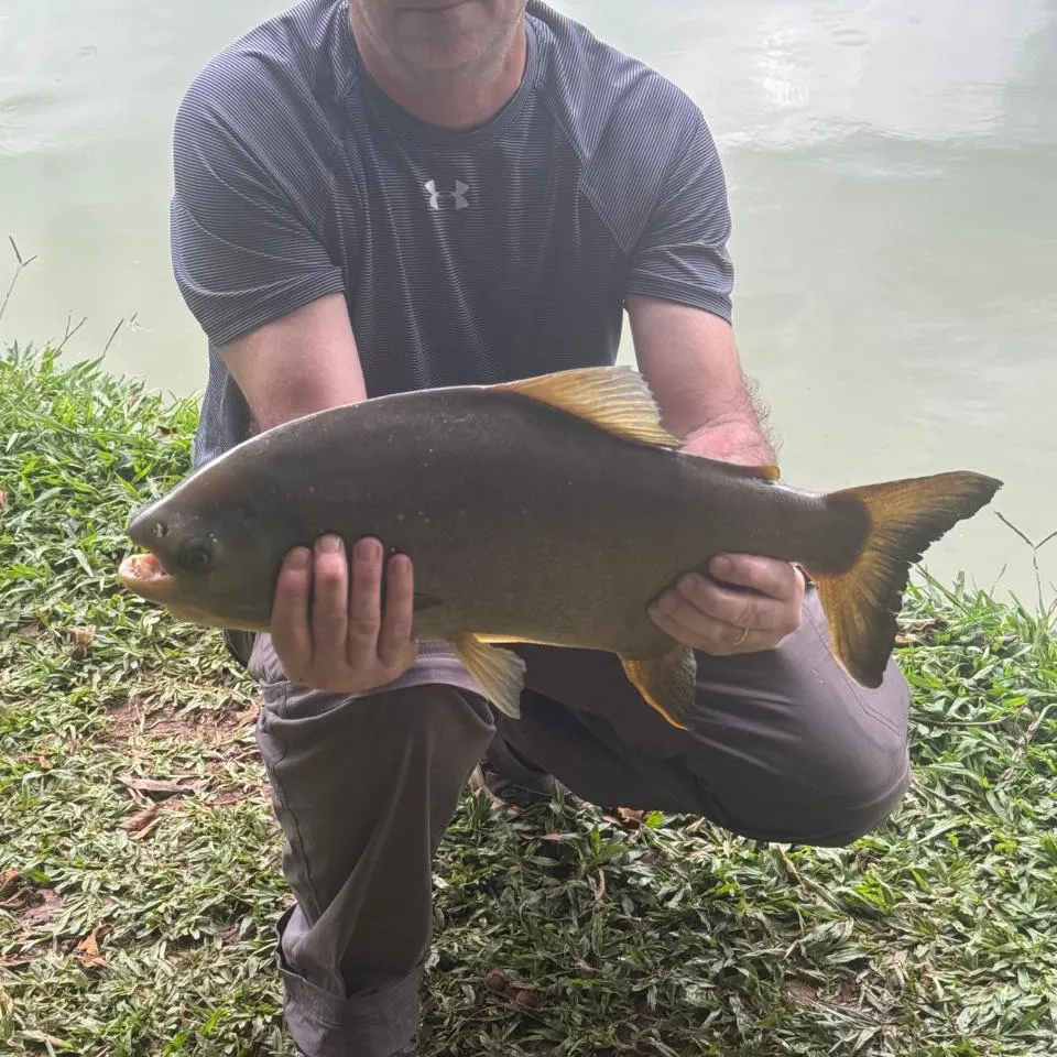 The most recent Small-scaled pacu catches on Fishbrain