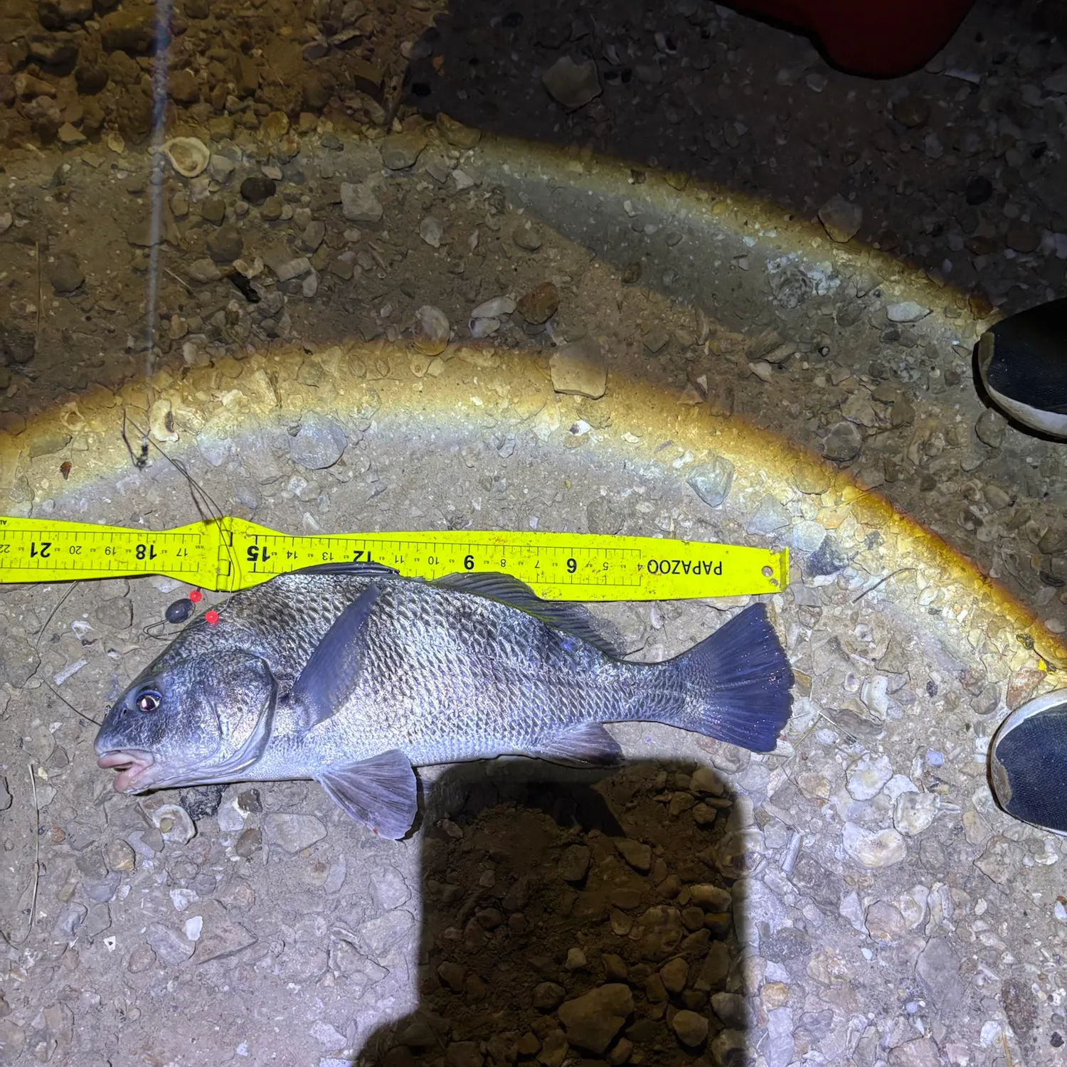 Black drum caught on Fishbrain