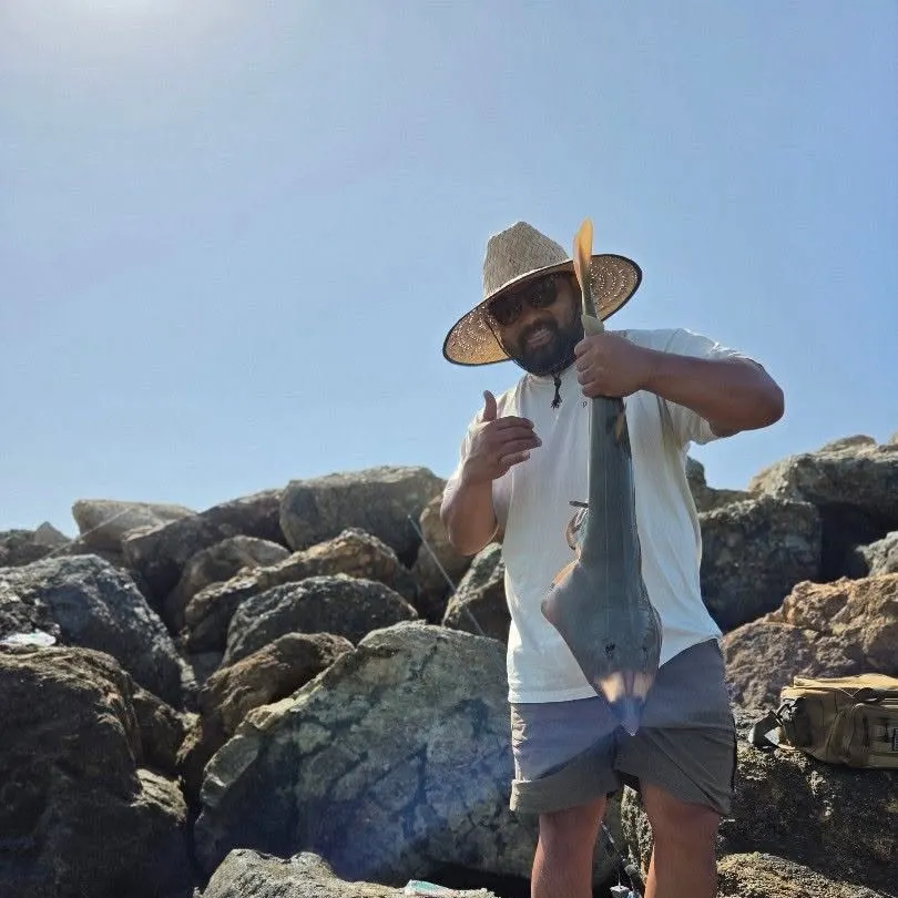 The most recent Pacific shovelnose guitarfish catches on Fishbrain