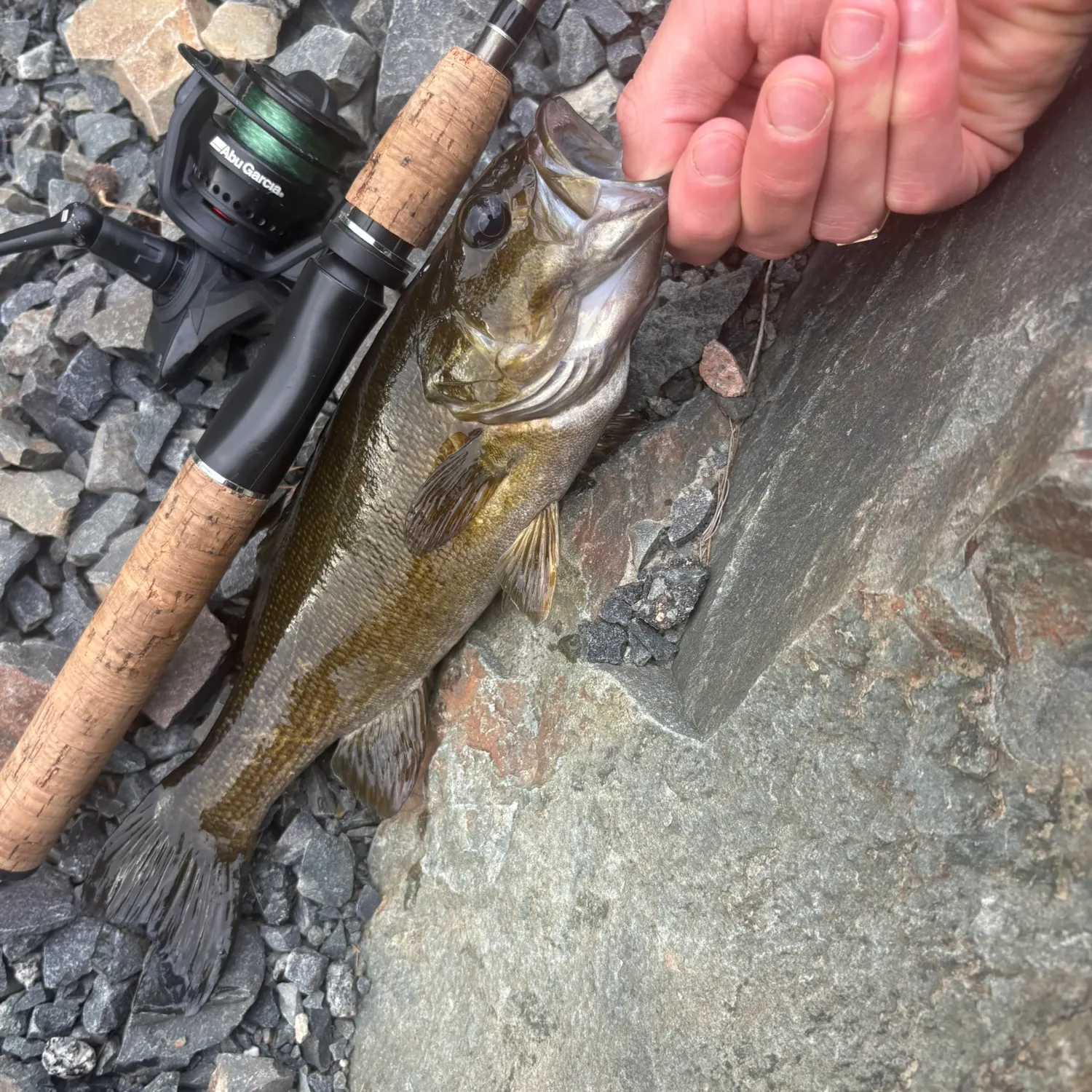 Smallmouth bass caught on Fishbrain