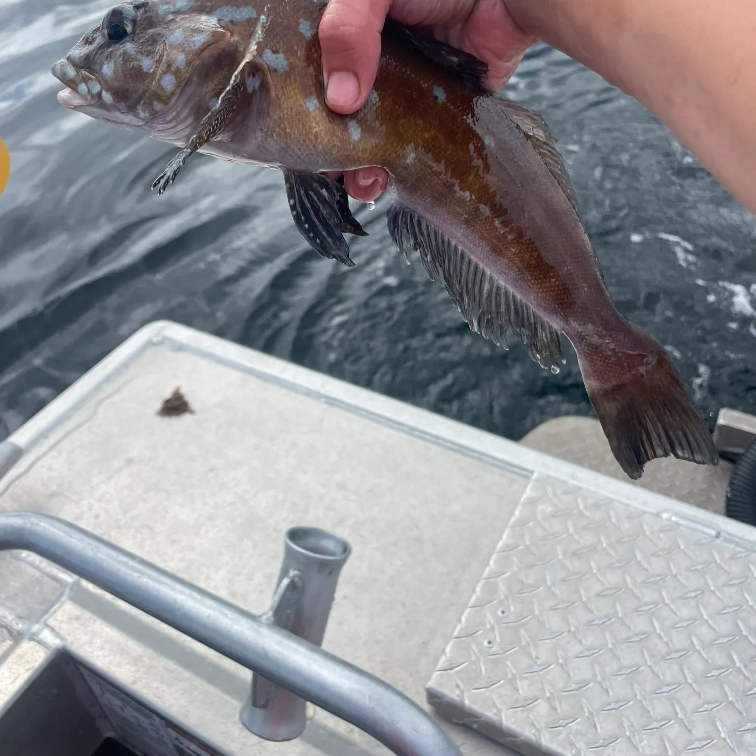 The most recent Kelp greenling catches on Fishbrain