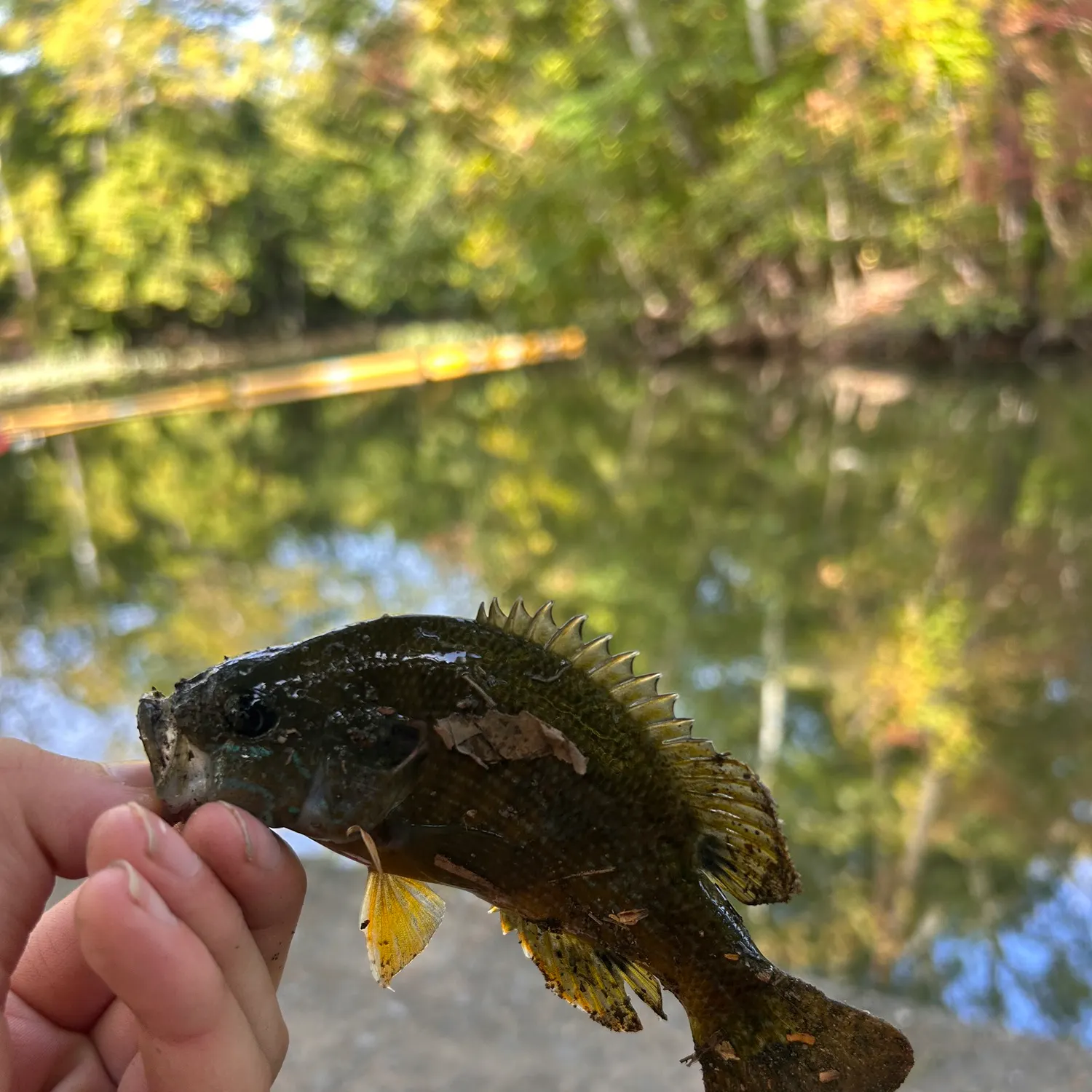 Green sunfish caught on Fishbrain