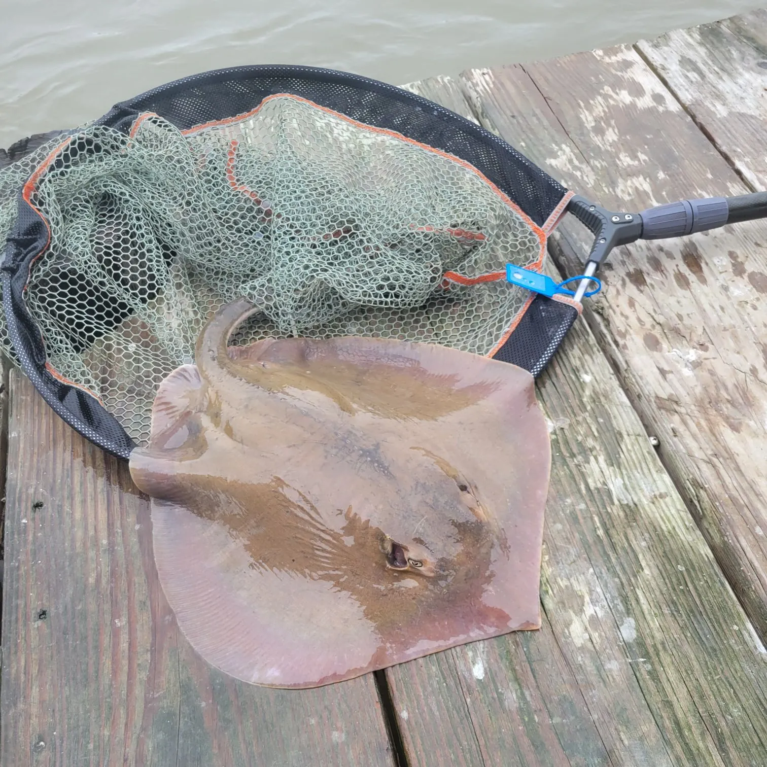 The most recent Atlantic stingray catches on Fishbrain