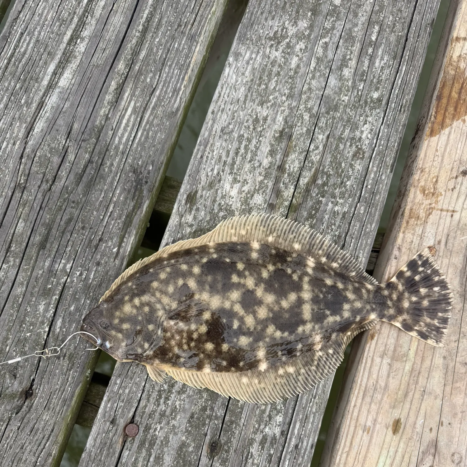 The most recent Southern flounder catches on Fishbrain