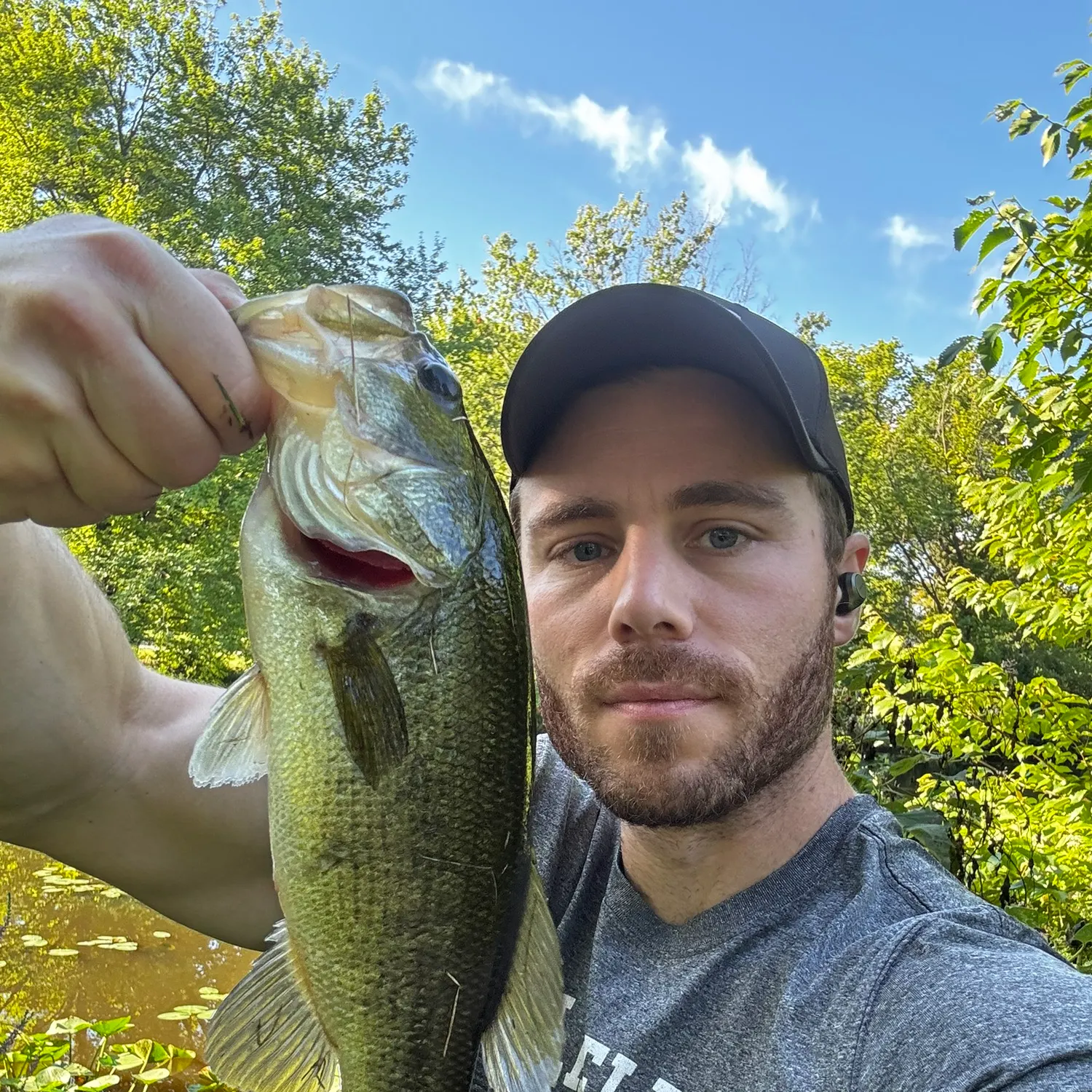 Largemouth bass caught on Fishbrain