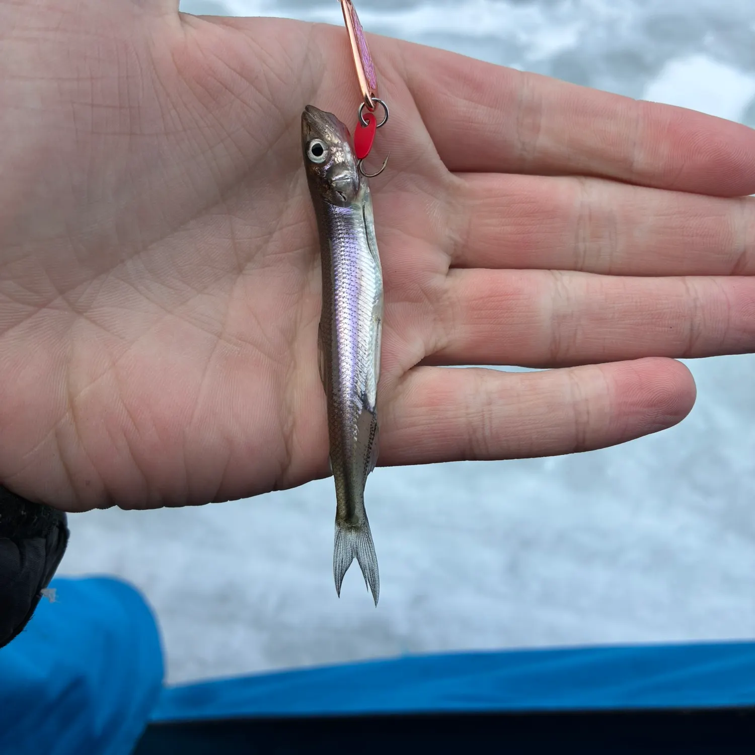 The most recent Atlantic rainbow smelt catches on Fishbrain