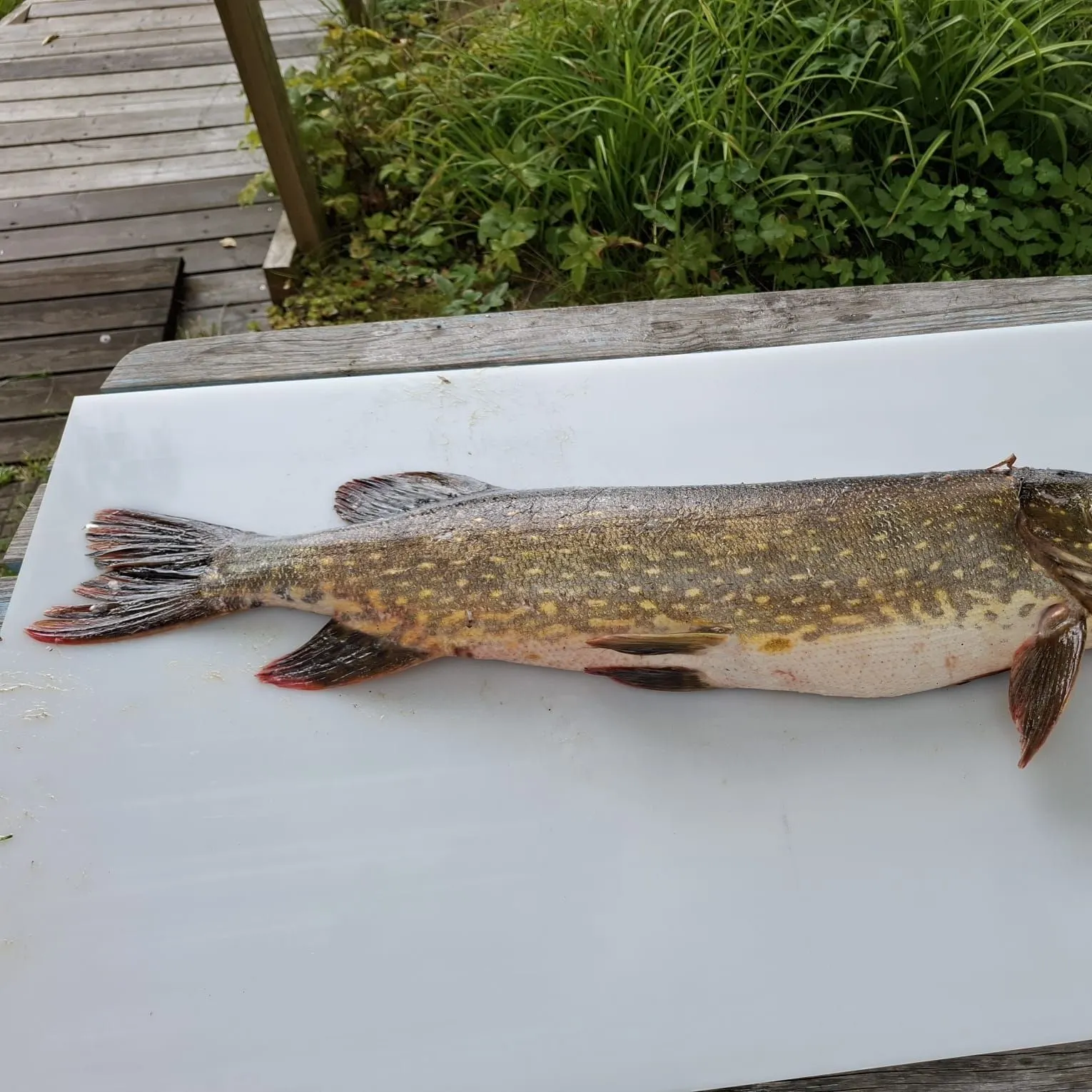 Northern pike caught on Fishbrain