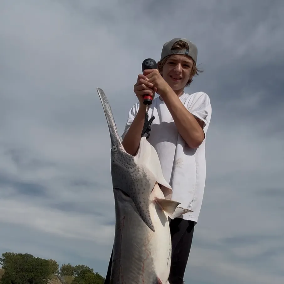 Paddlefish caught on Fishbrain