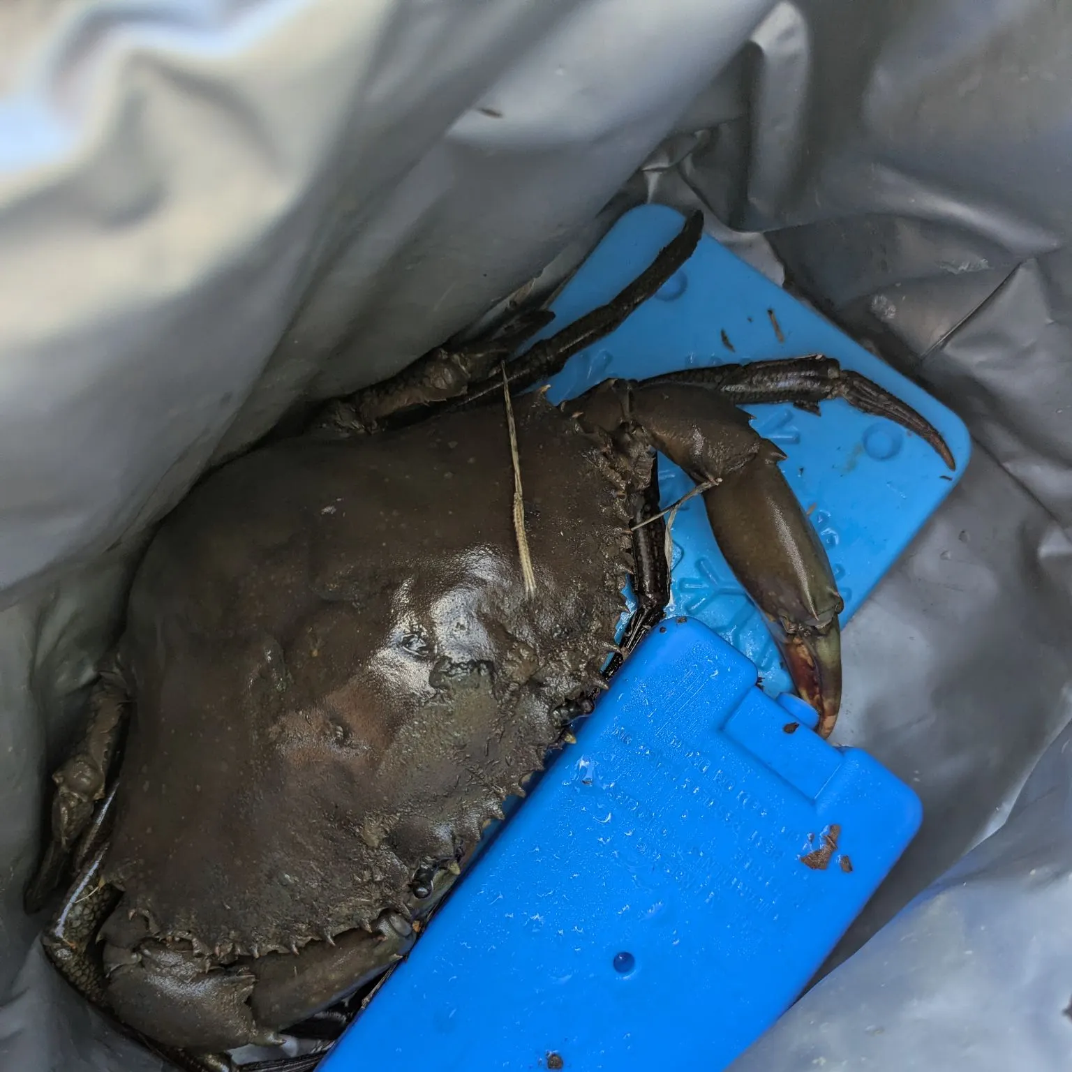 The most recent Giant mud crab catches on Fishbrain