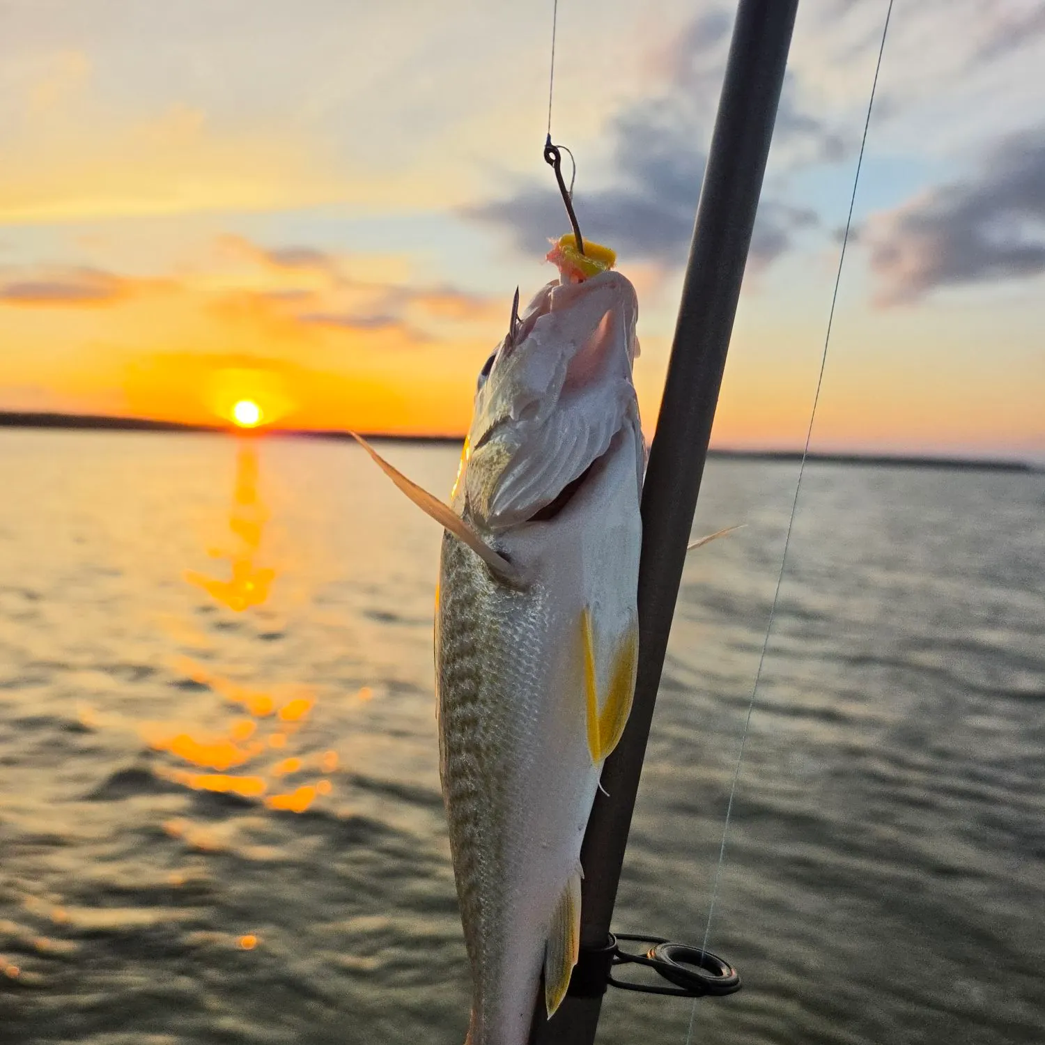 Spotfin croaker caught on Fishbrain