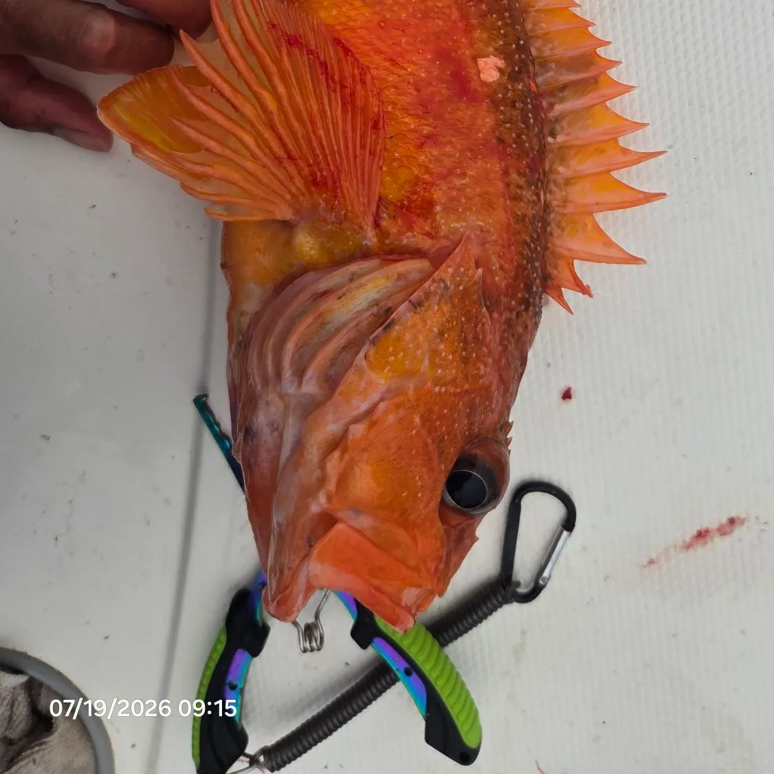 The most recent Starry rockfish catches on Fishbrain
