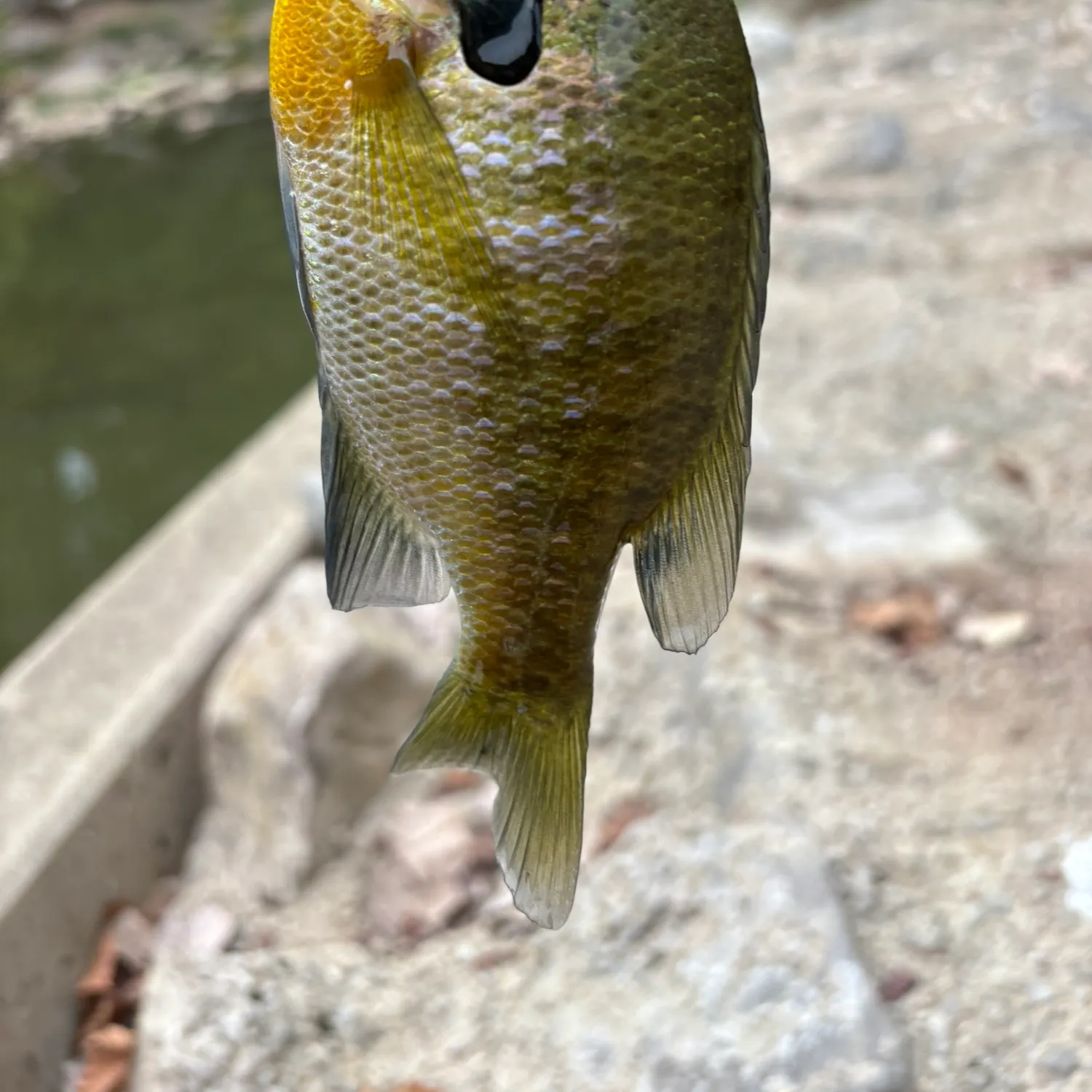 Bluegill caught on Fishbrain
