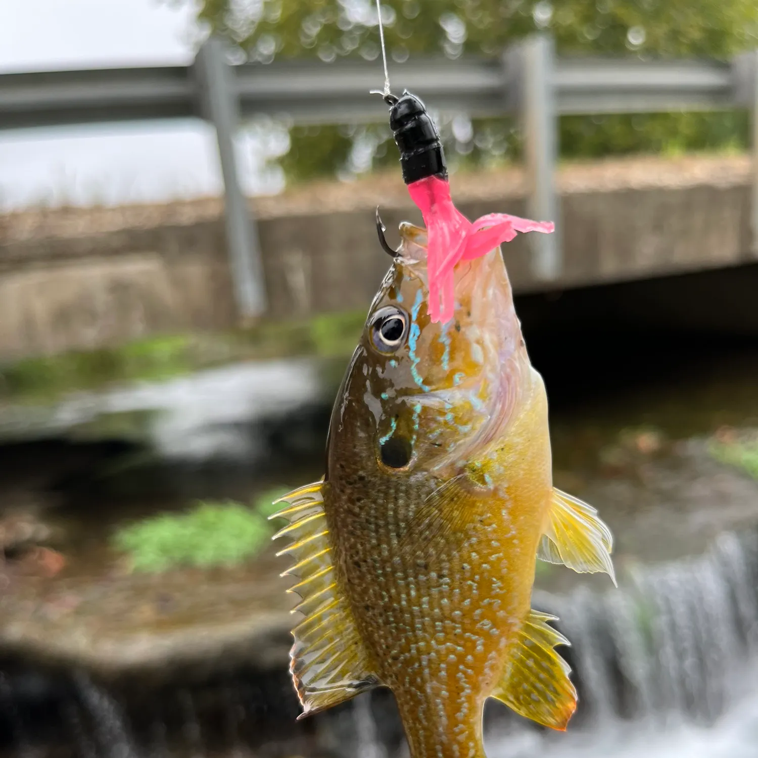 Green sunfish caught on Fishbrain