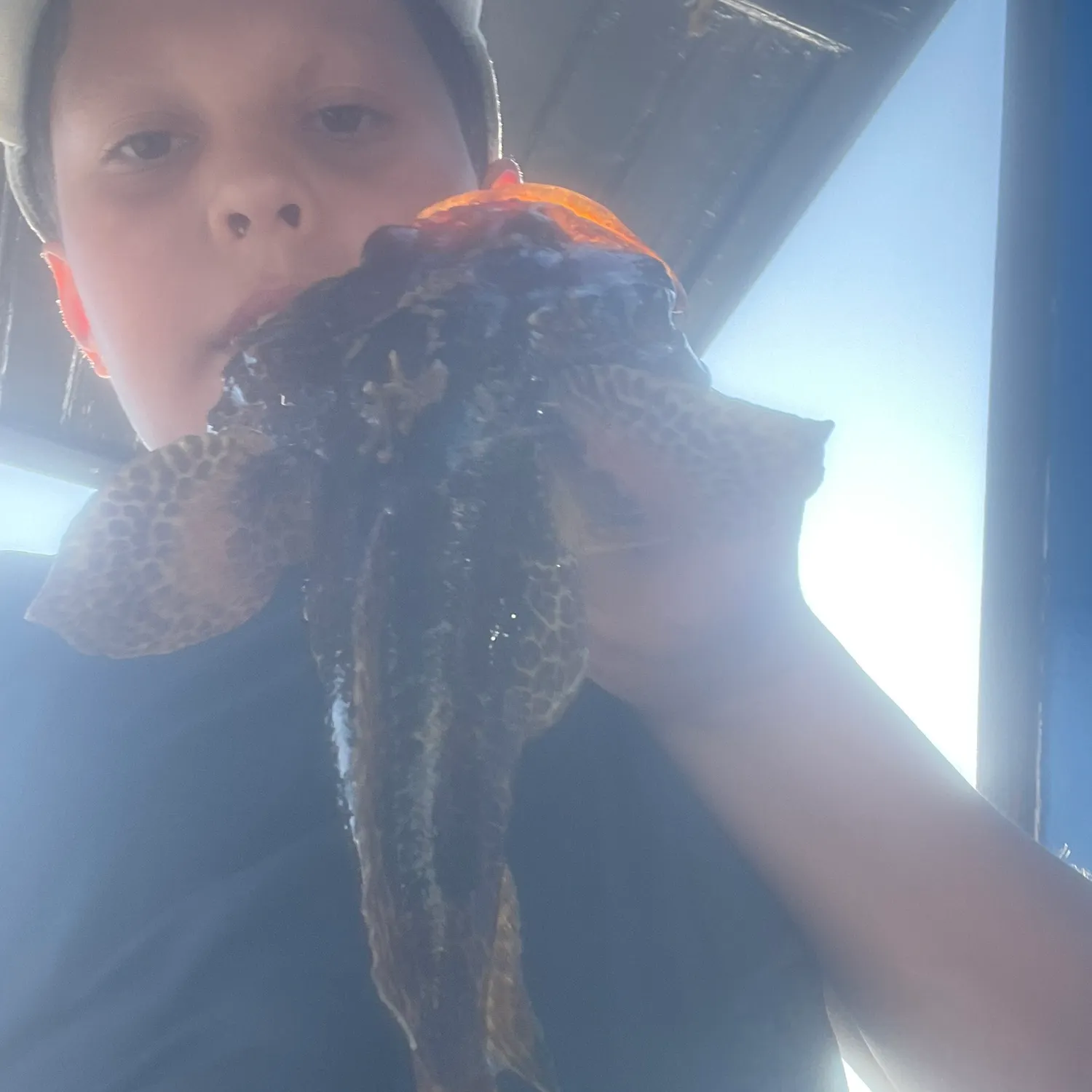 The most recent Humphead wrasse catches on Fishbrain