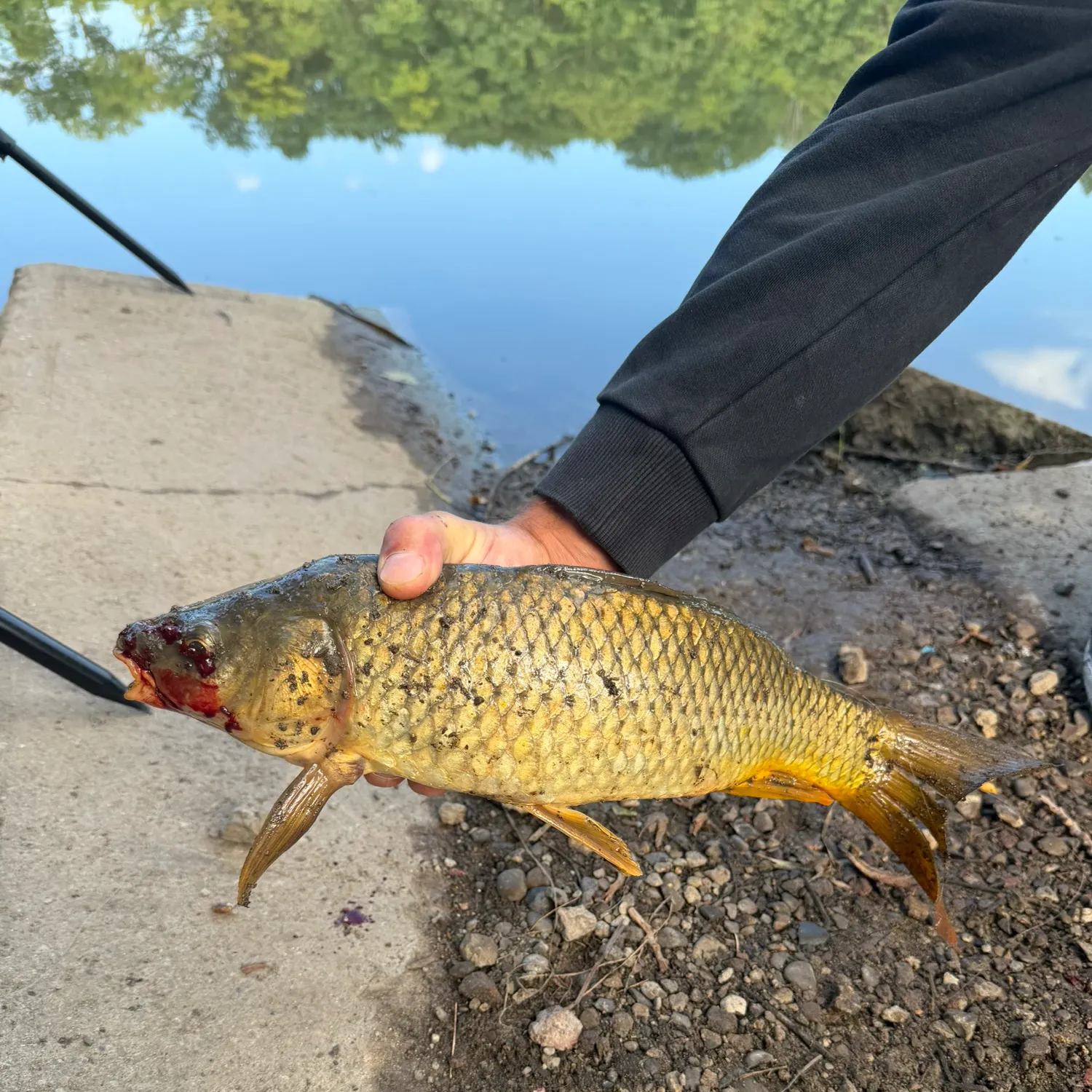 The most recent Common carp catches on Fishbrain
