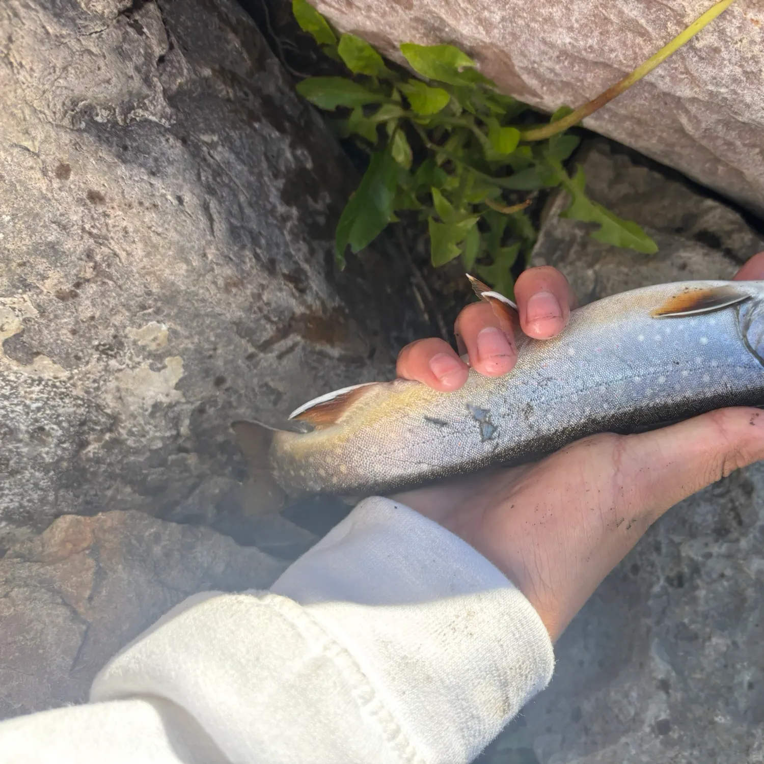 The most recent Bull trout catches on Fishbrain