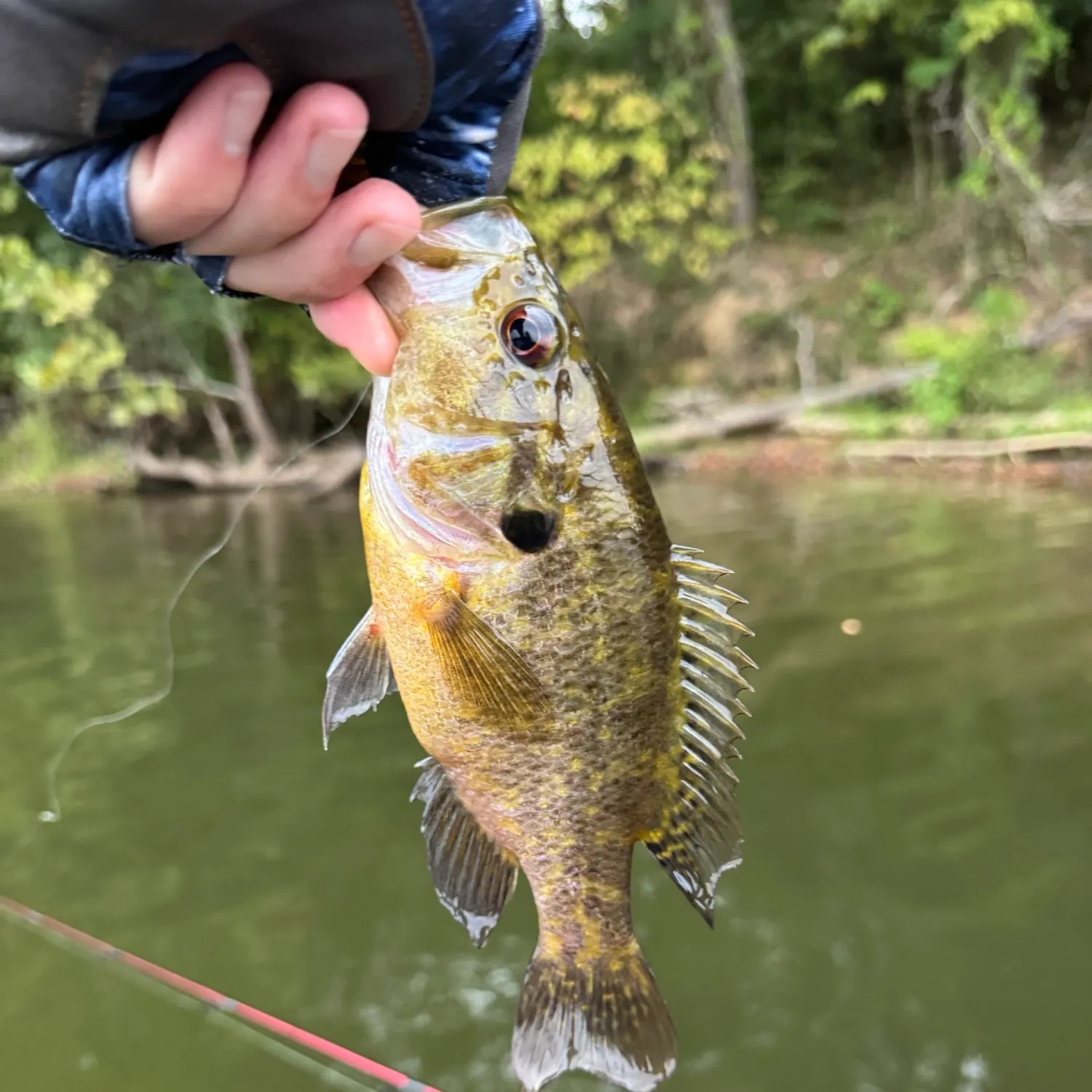 Warmouth caught on Fishbrain