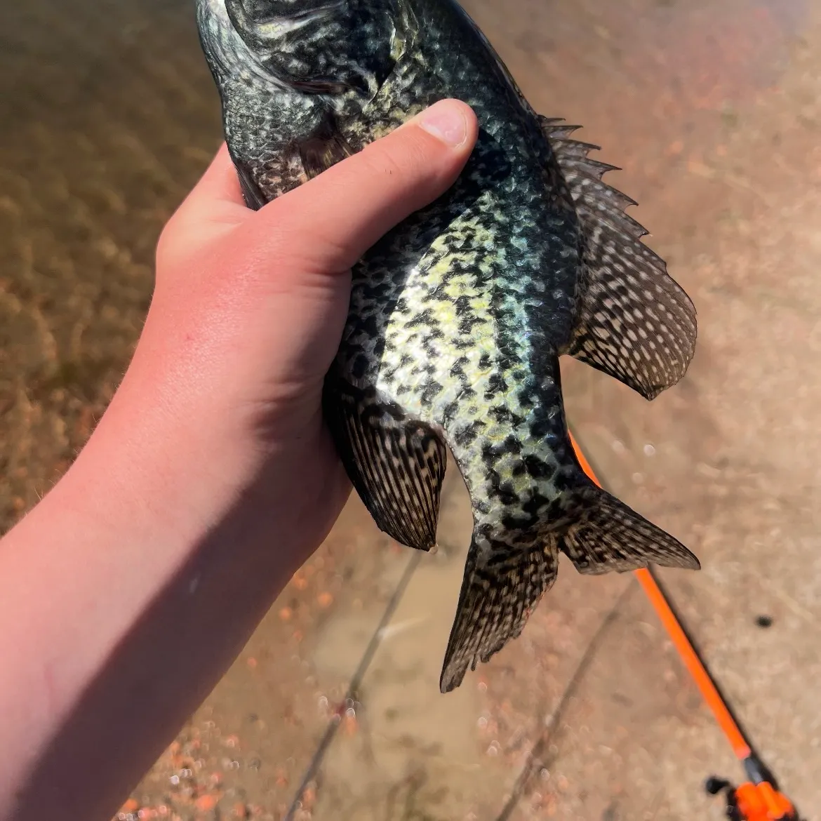 Black crappie caught on Fishbrain