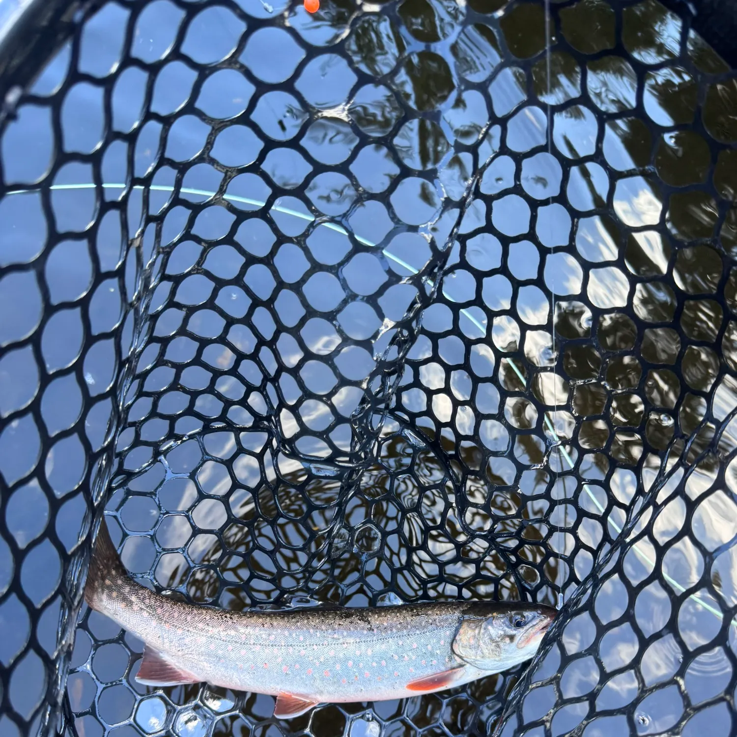 The most recent Dolly varden catches on Fishbrain