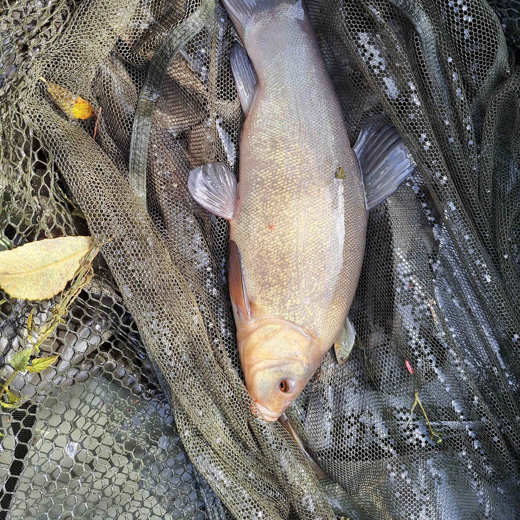 Tench caught on Fishbrain