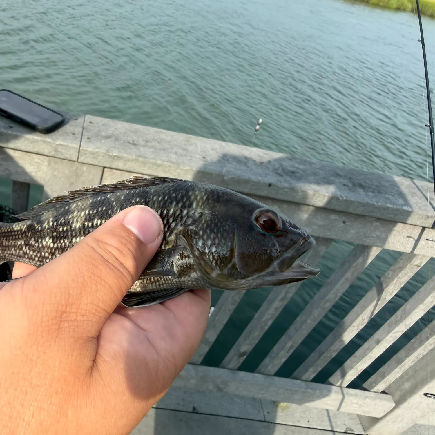 Black sea bass caught on Fishbrain