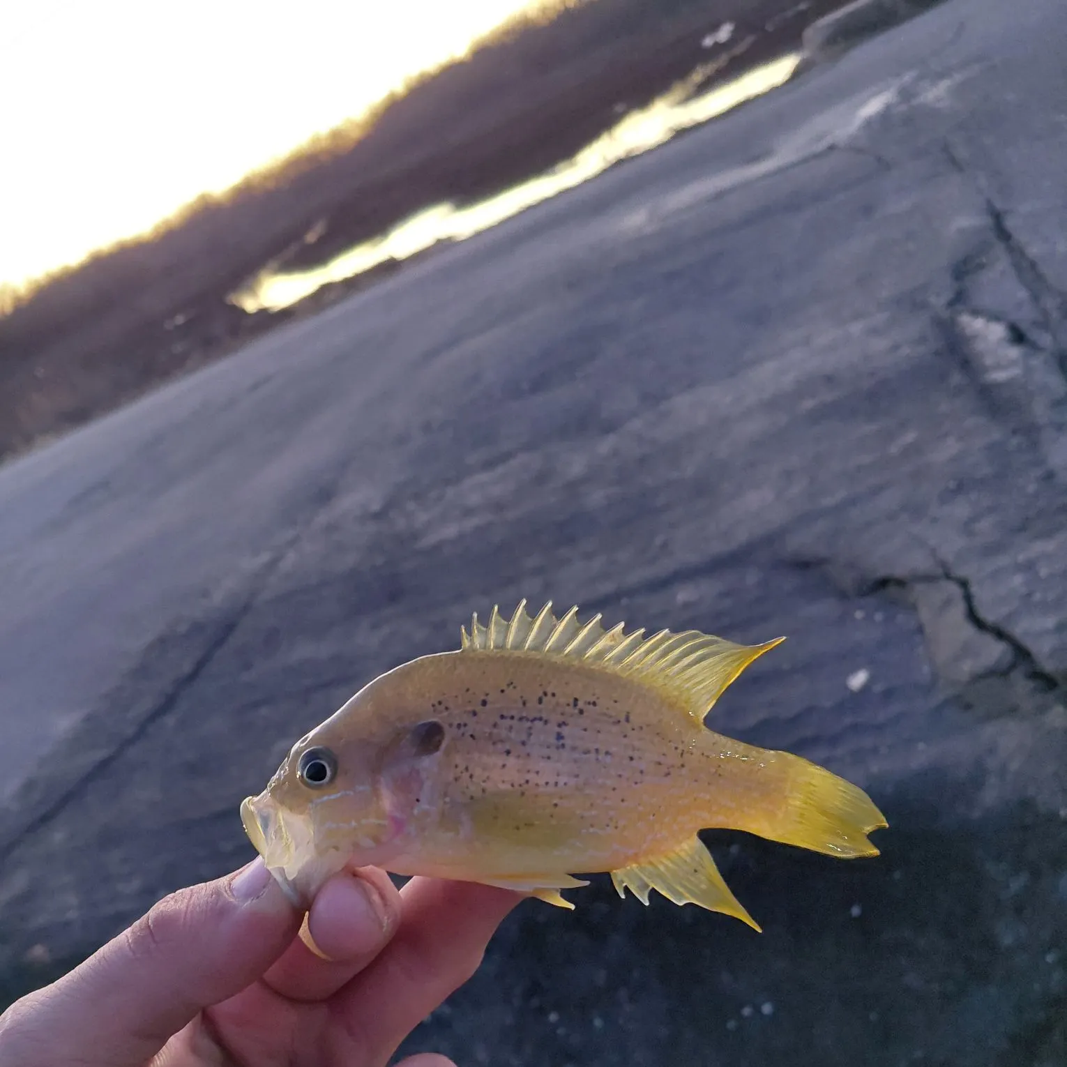 The most recent Green sunfish catches on Fishbrain