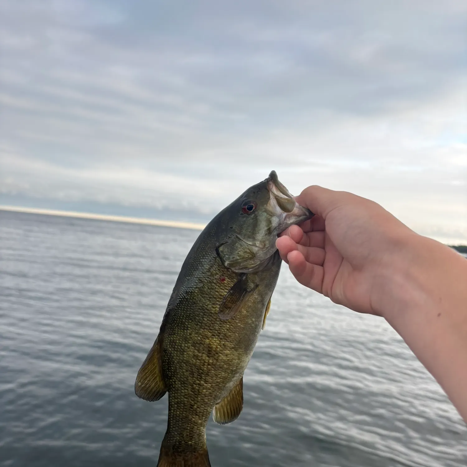 Smallmouth bass caught on Fishbrain