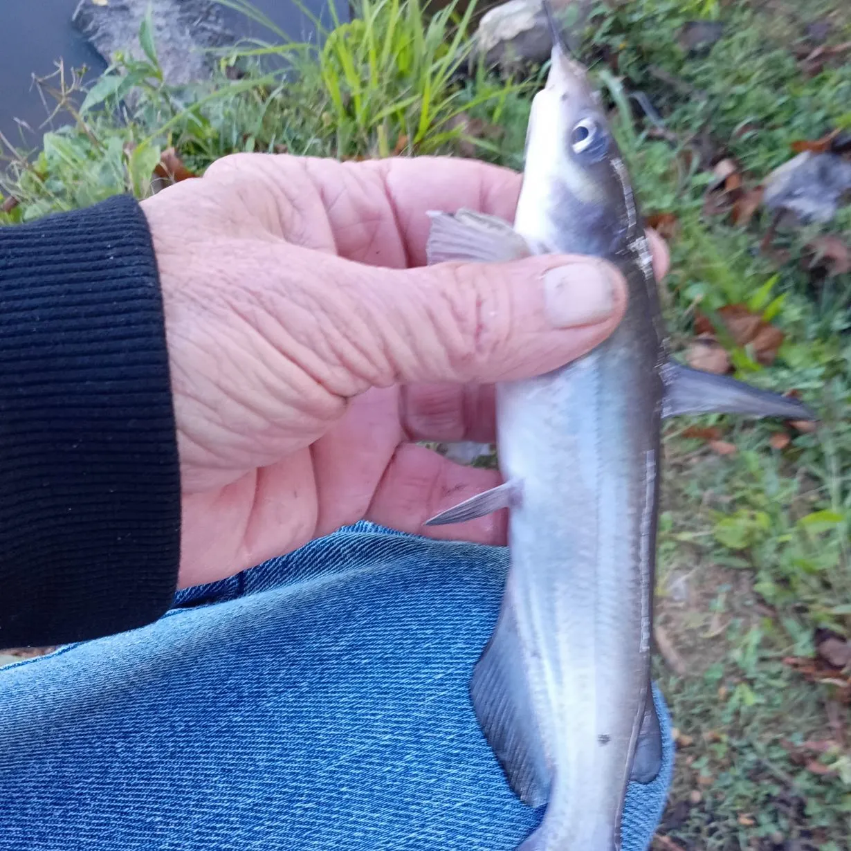 Channel catfish caught on Fishbrain