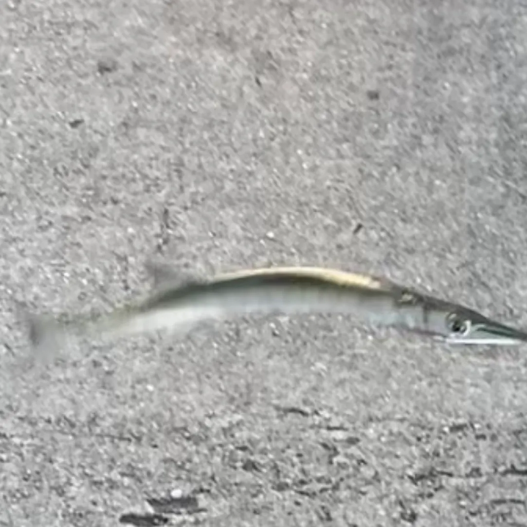 The most recent Flat needlefish catches on Fishbrain
