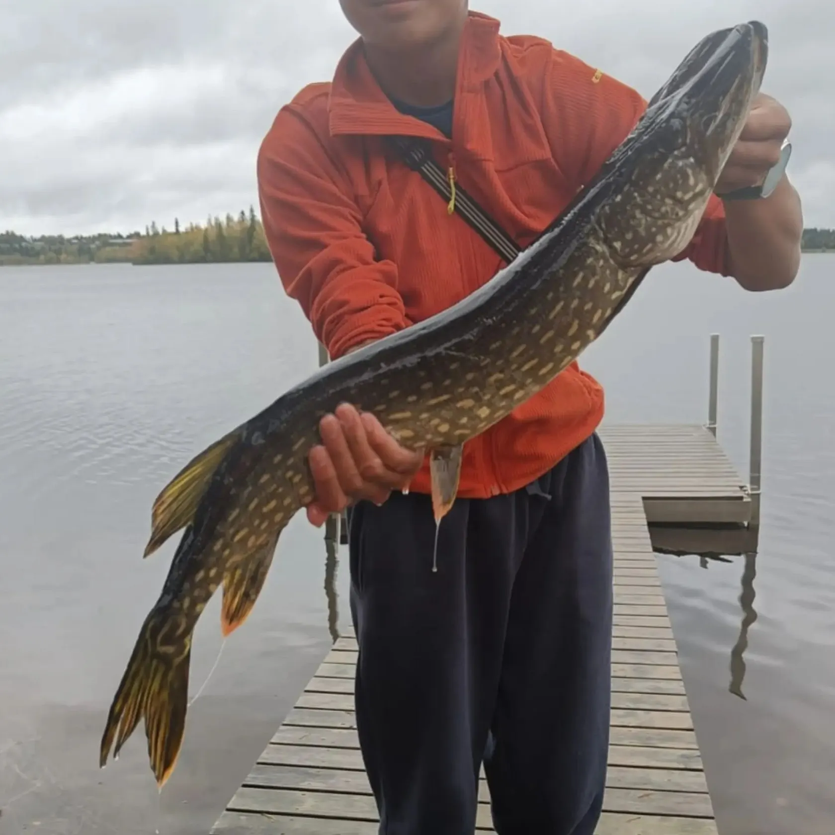 Northern pike caught on Fishbrain