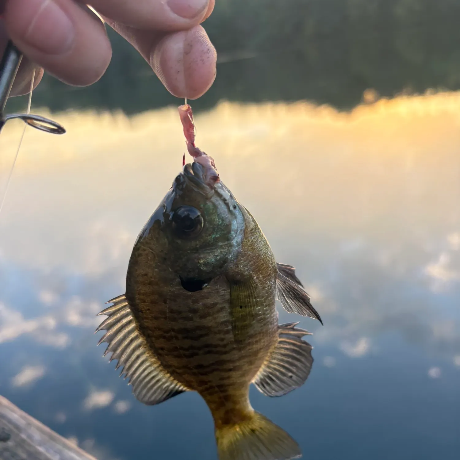 Bluegill caught on Fishbrain