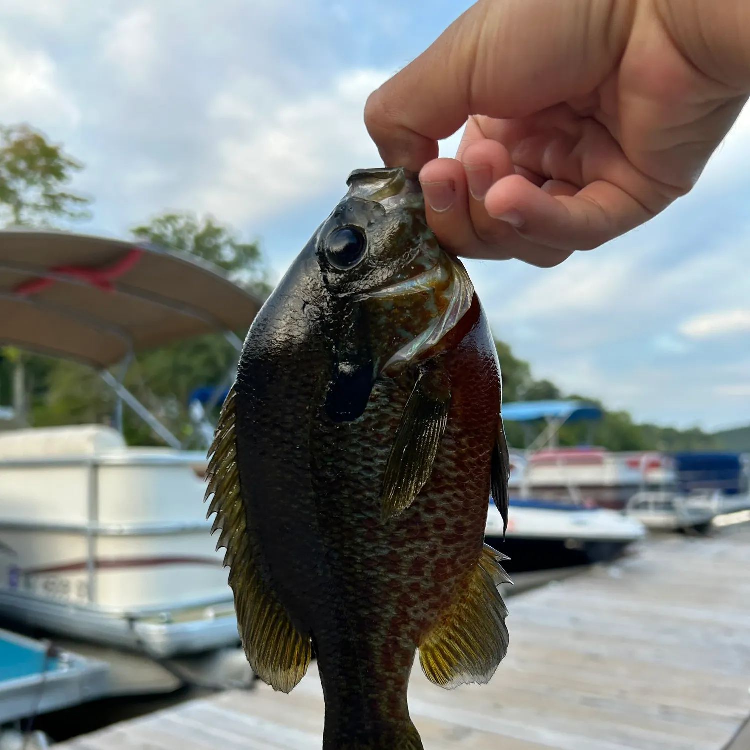 catch