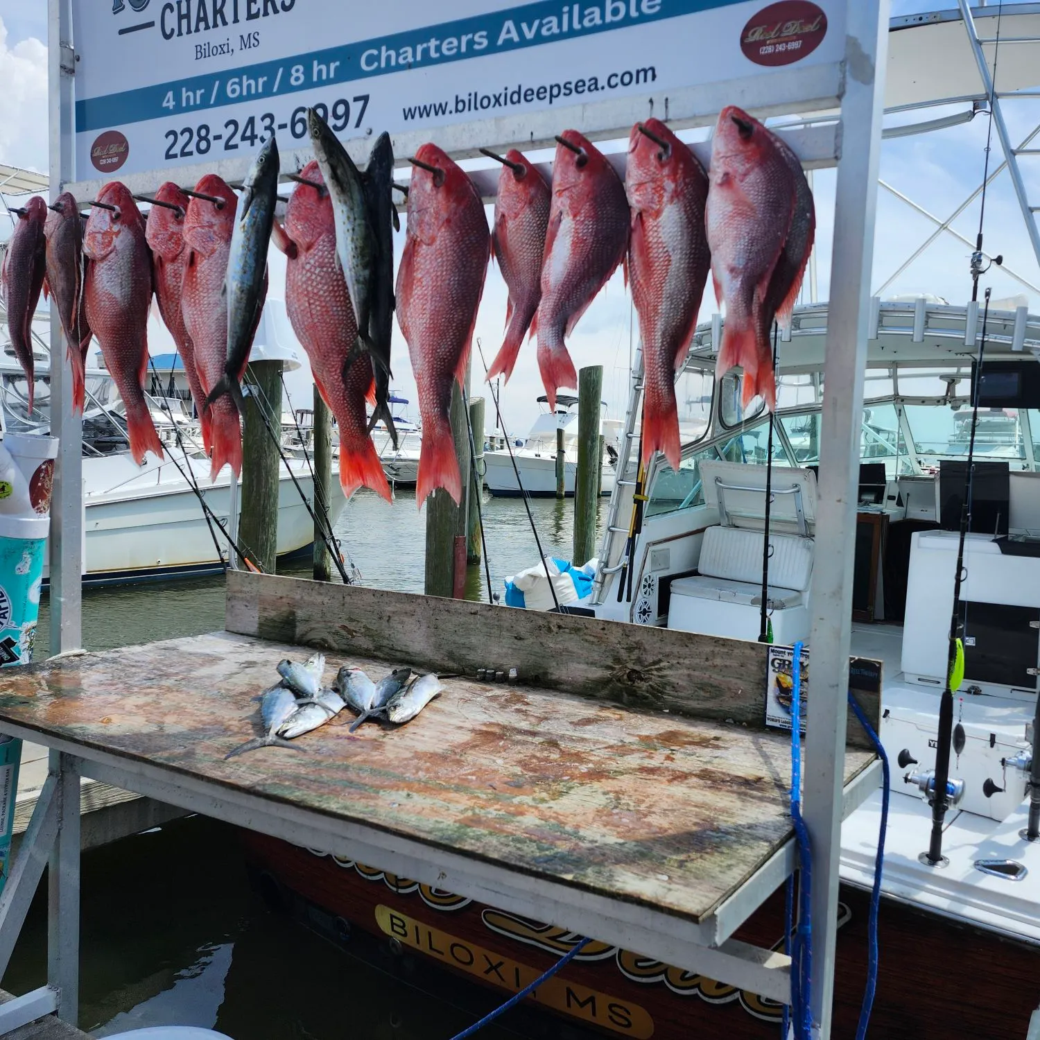 Spanish mackerel caught on Fishbrain