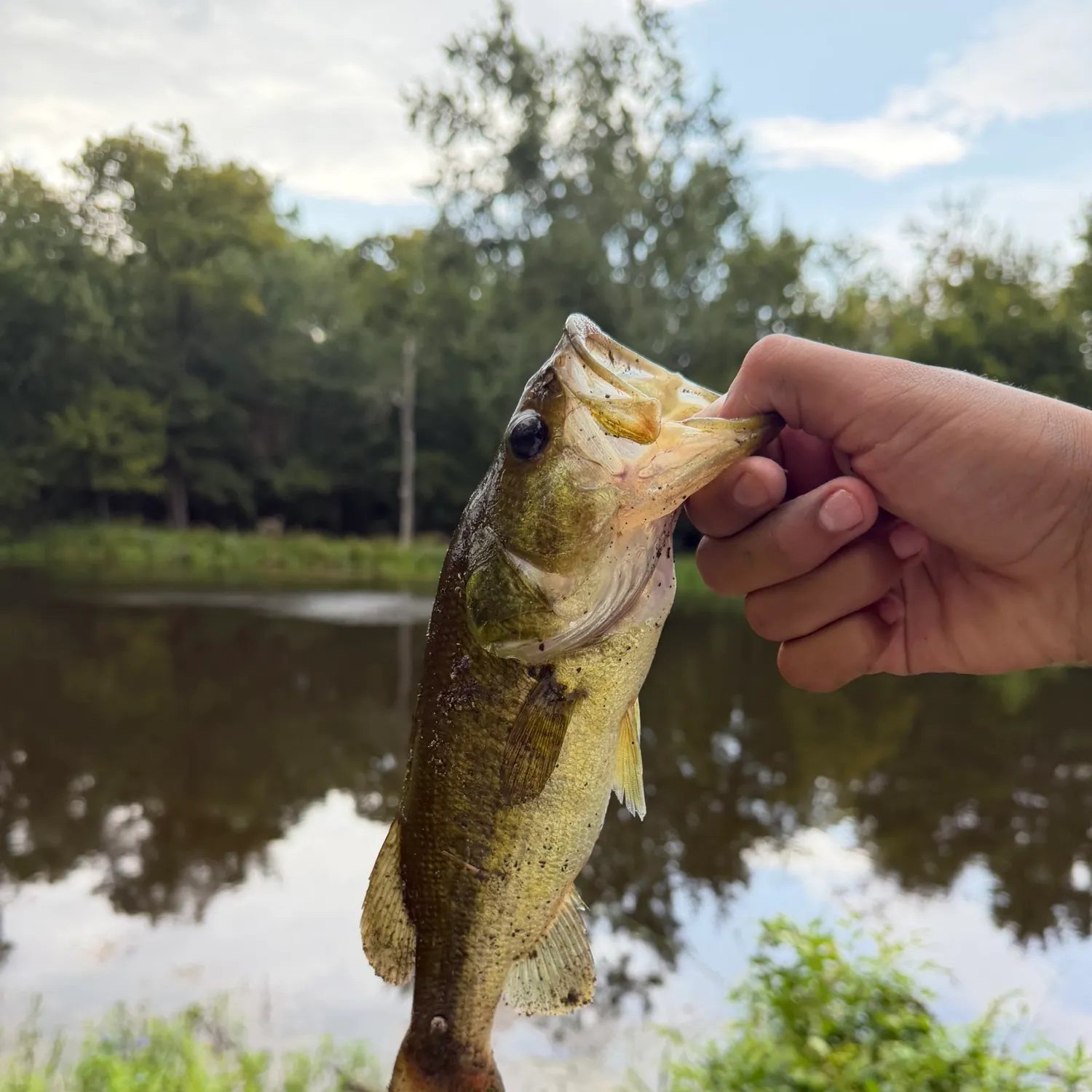 Largemouth bass caught on Fishbrain