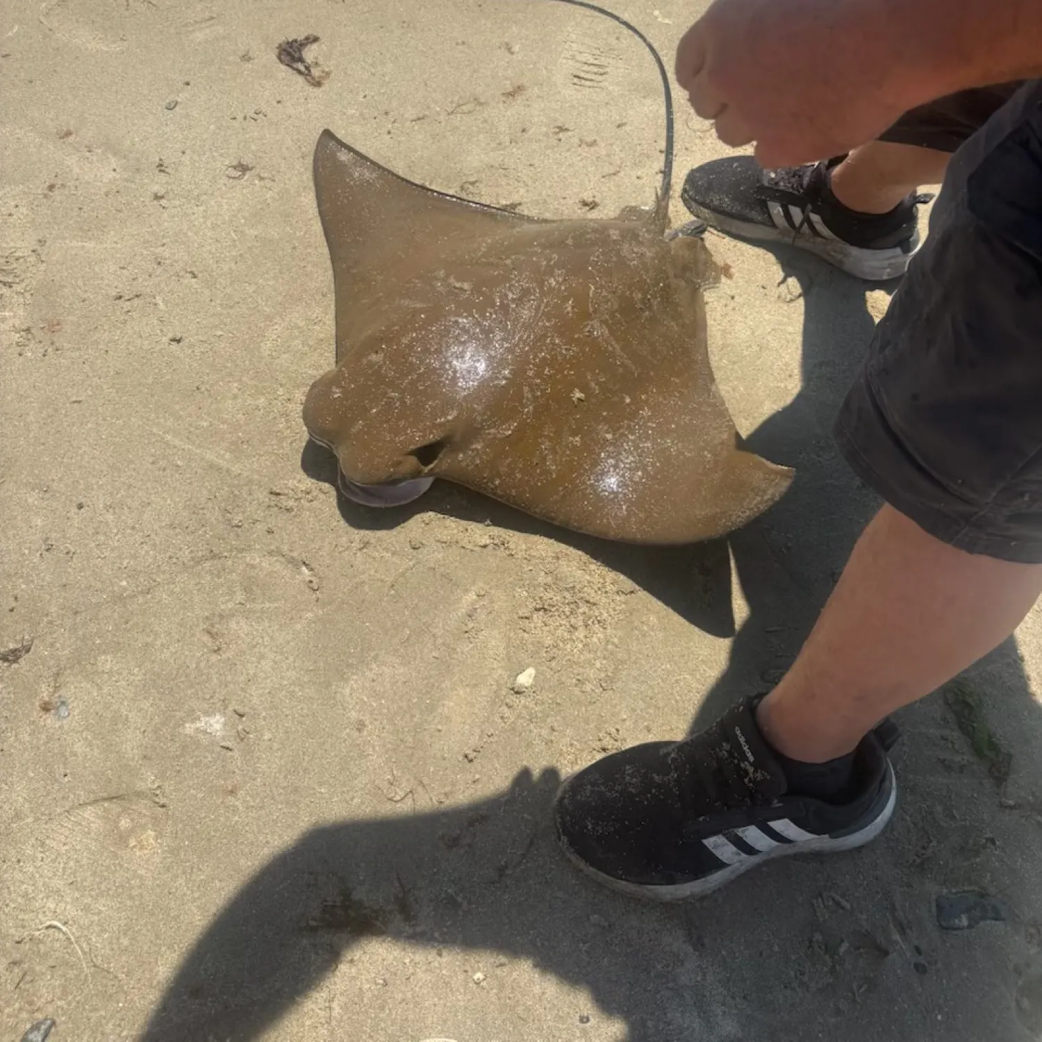 The most recent Reef manta ray catches on Fishbrain