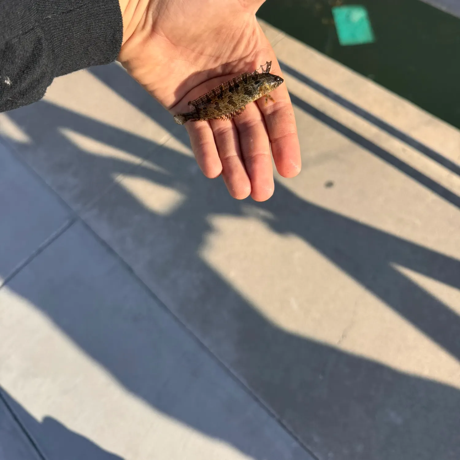 The most recent Spotted kelpfish catches on Fishbrain