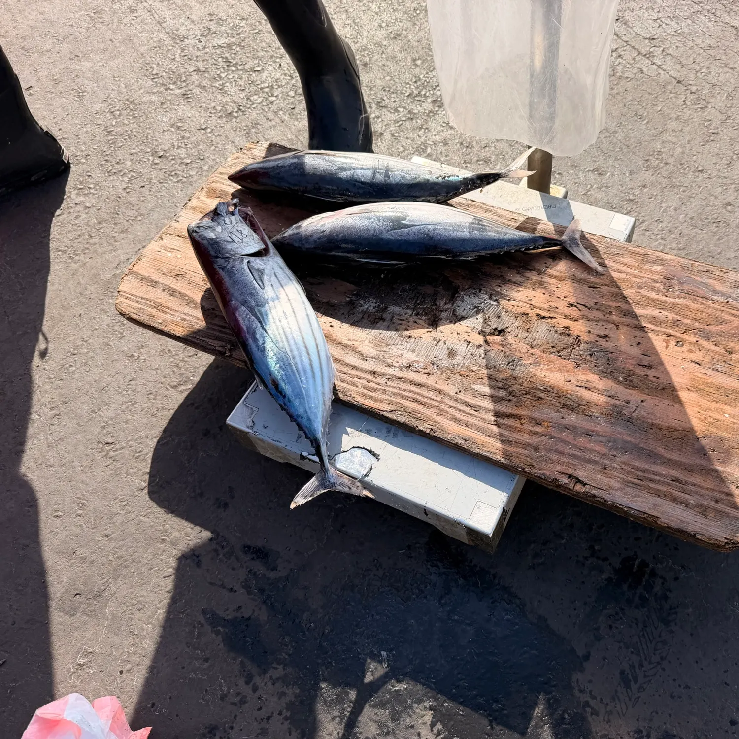 Skipjack tuna caught on Fishbrain