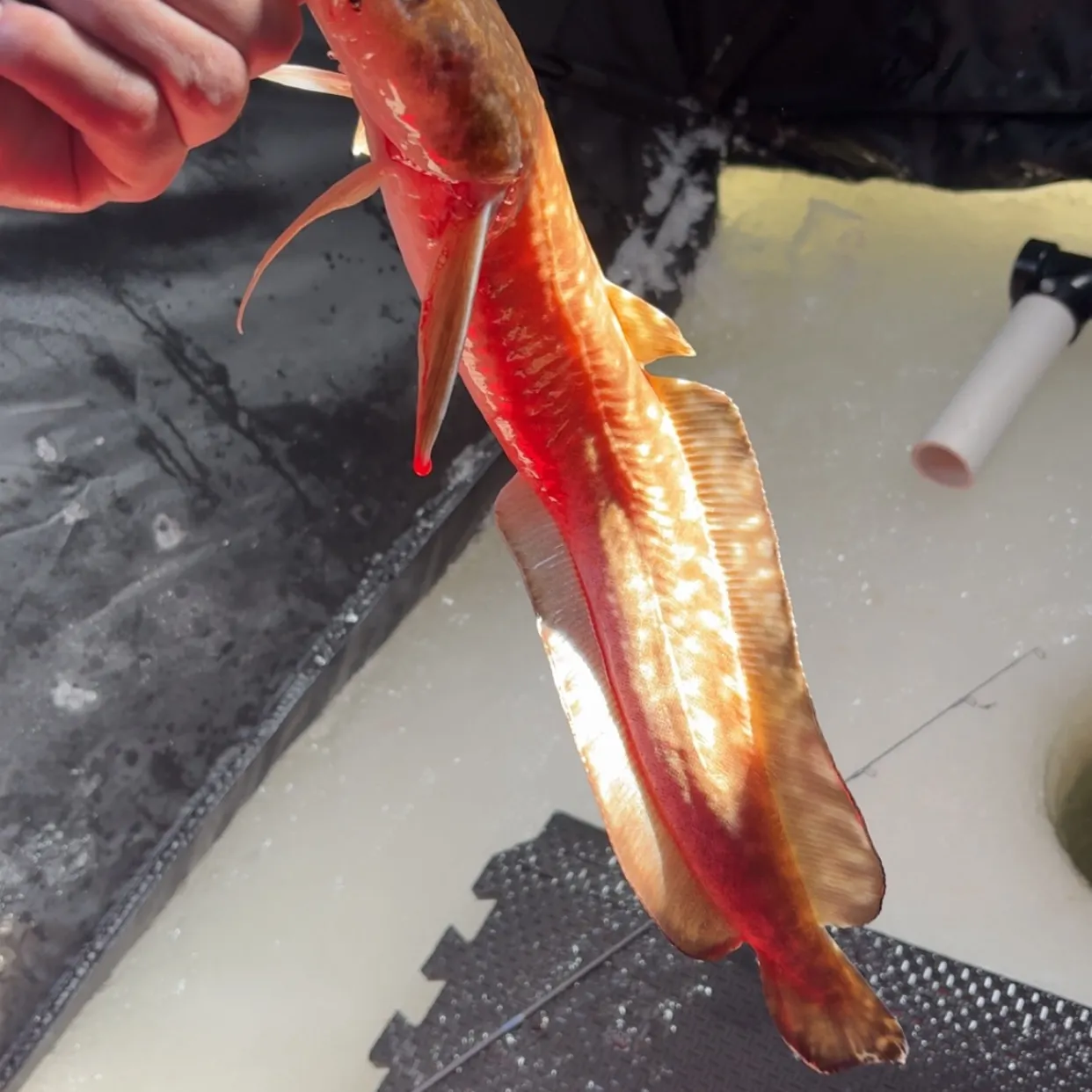 The most recent Burbot catches on Fishbrain