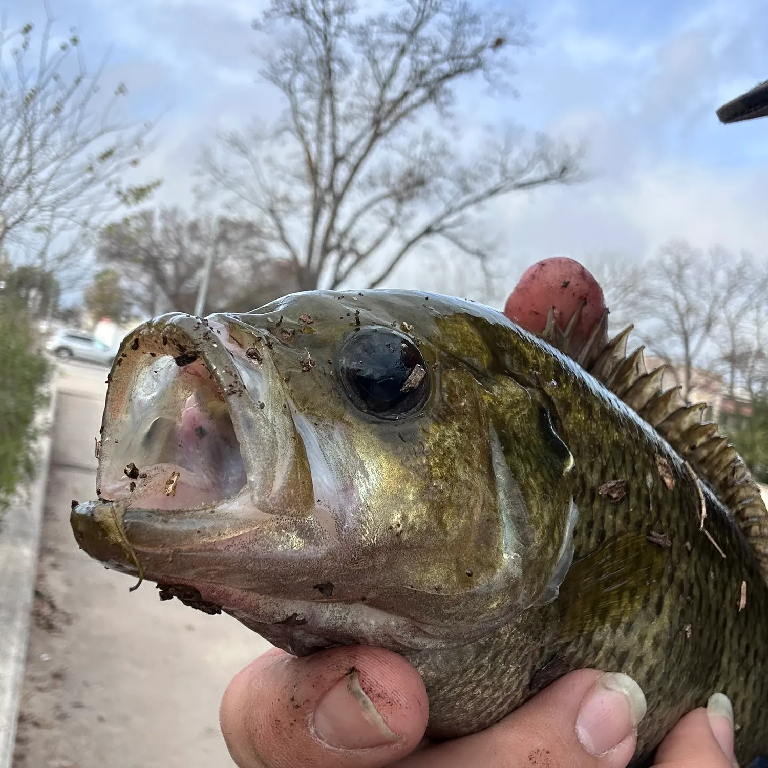 The most recent Rock bass catches on Fishbrain