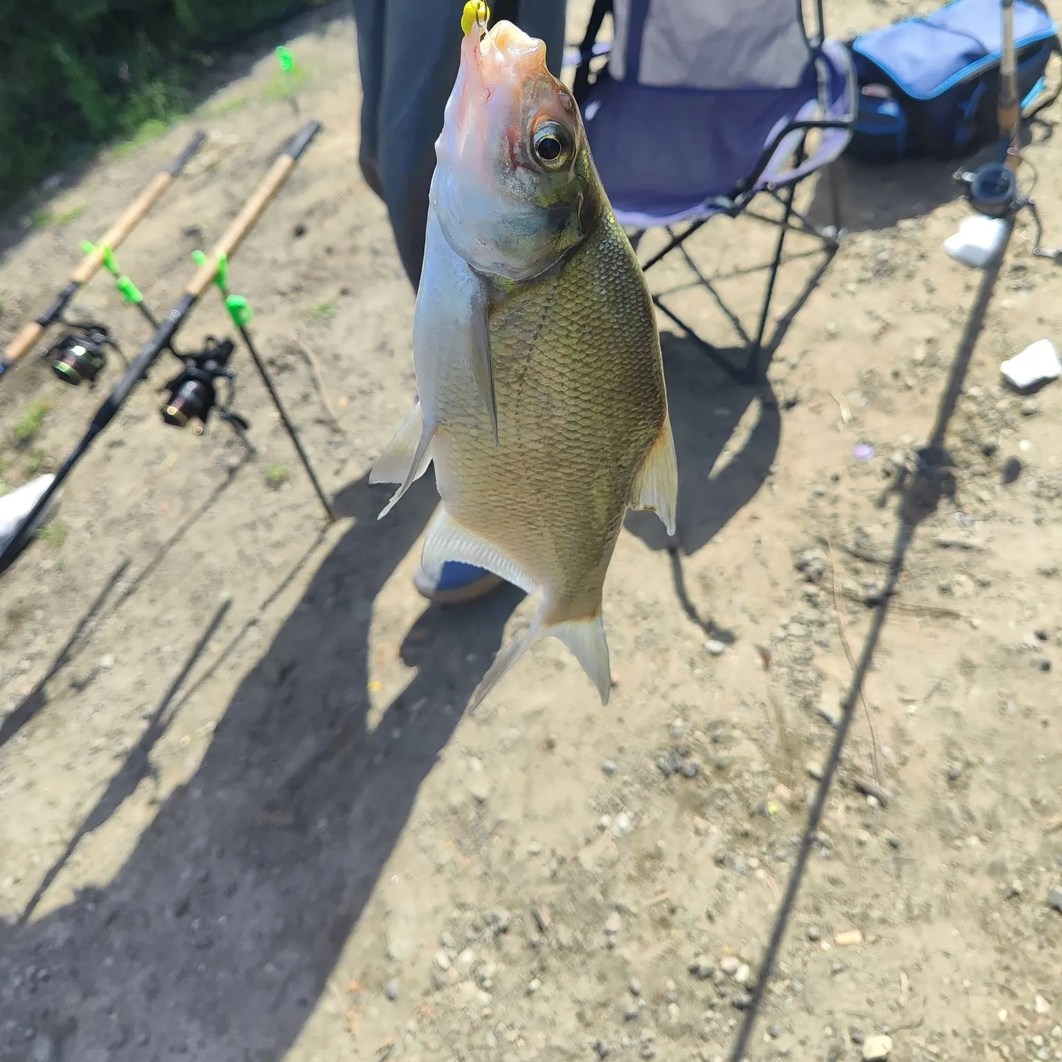 Common bream caught on Fishbrain