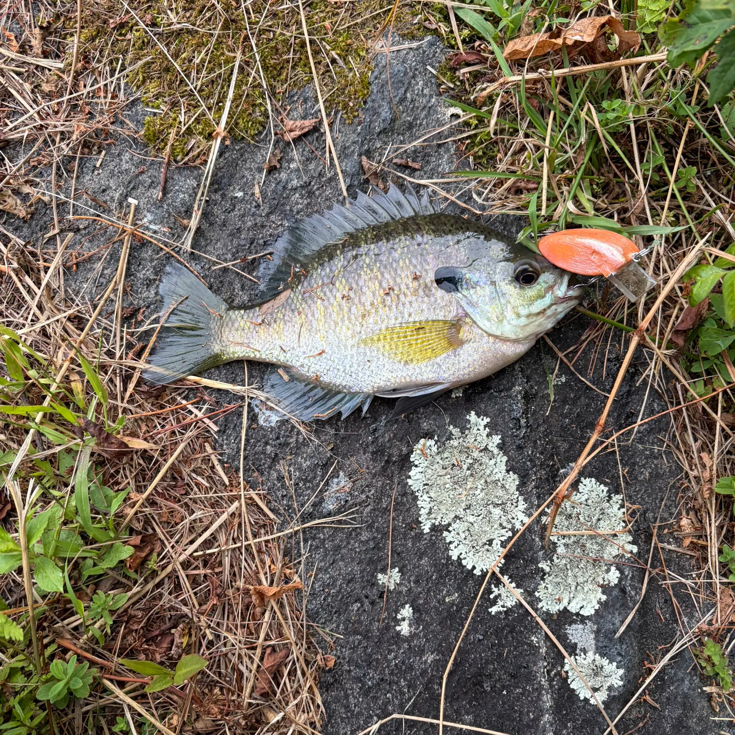 Bluegill caught on Fishbrain