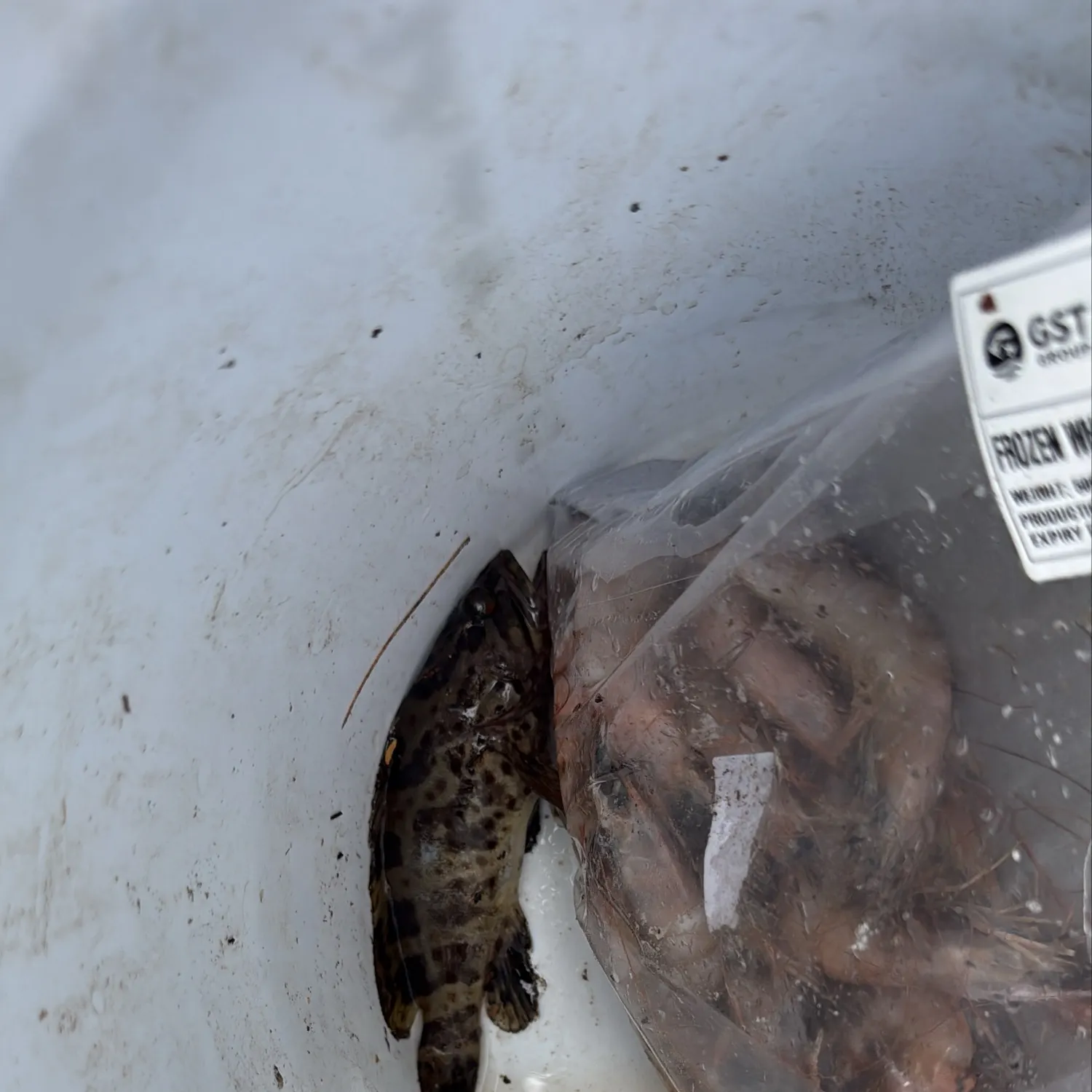 The most recent Greasy grouper catches on Fishbrain