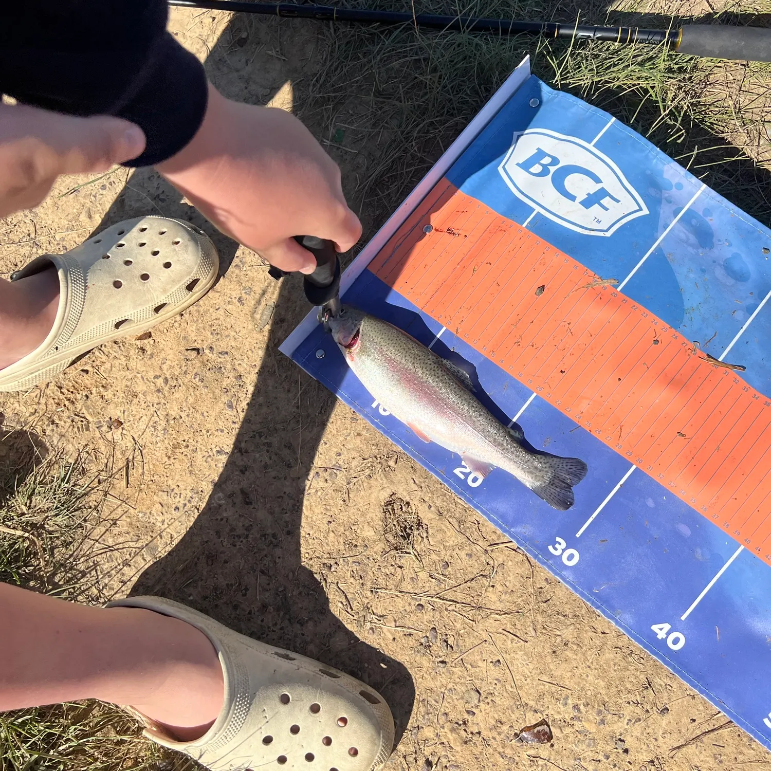 Rainbow trout caught on Fishbrain