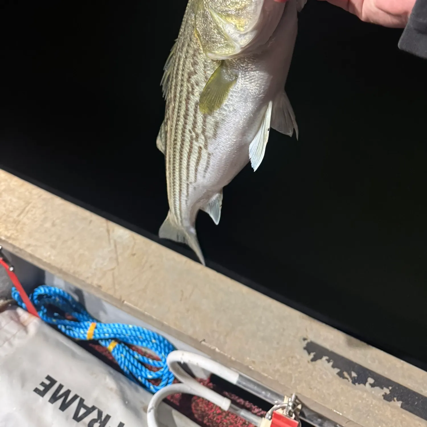 Striped bass caught on Fishbrain