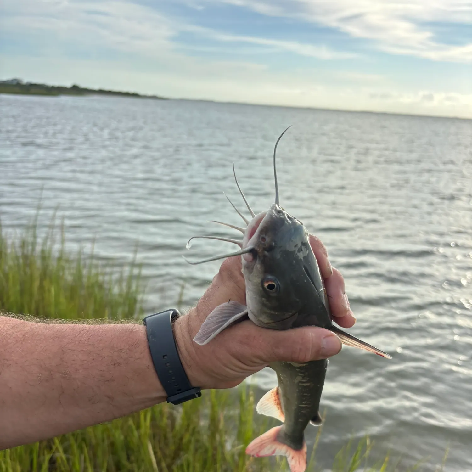 The most recent Channel catfish catches on Fishbrain